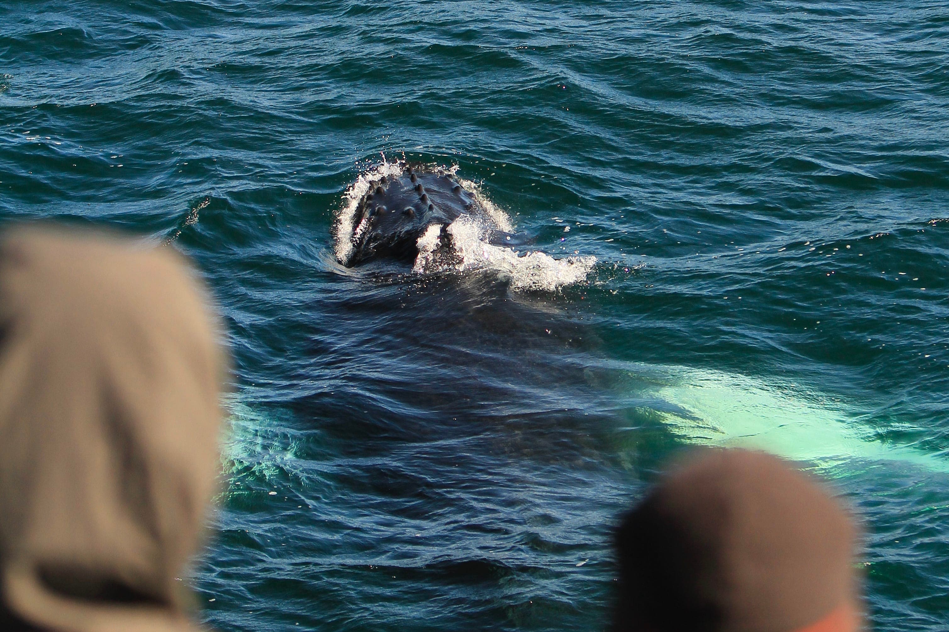 Reykjavík Whales & Puffins