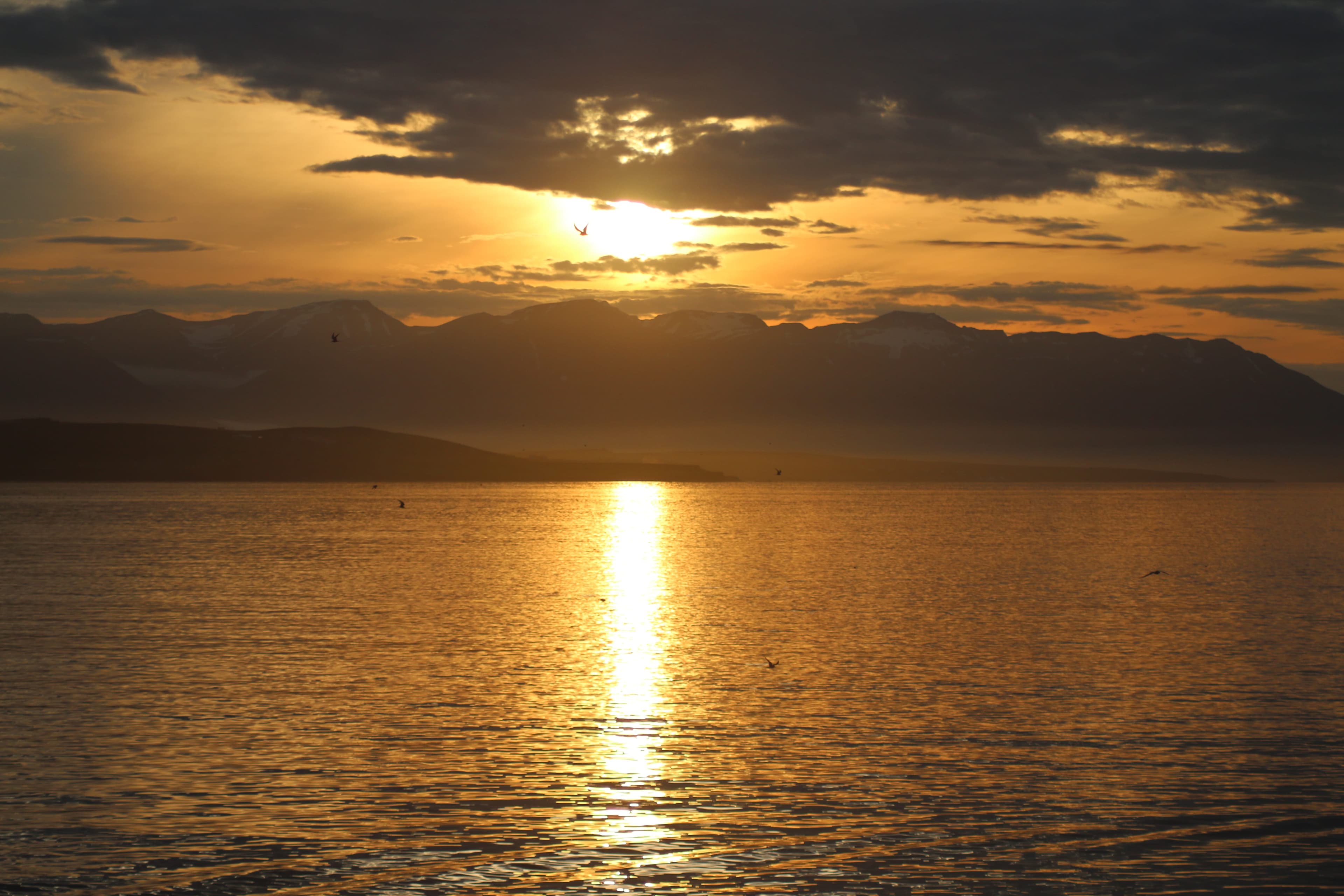 Akureyri Classic Whales in the Midnight Sun