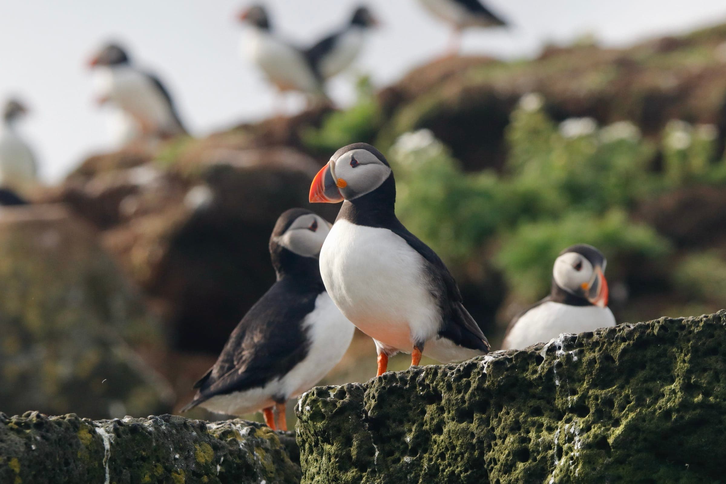 Reykjavík Classic Puffin Watching