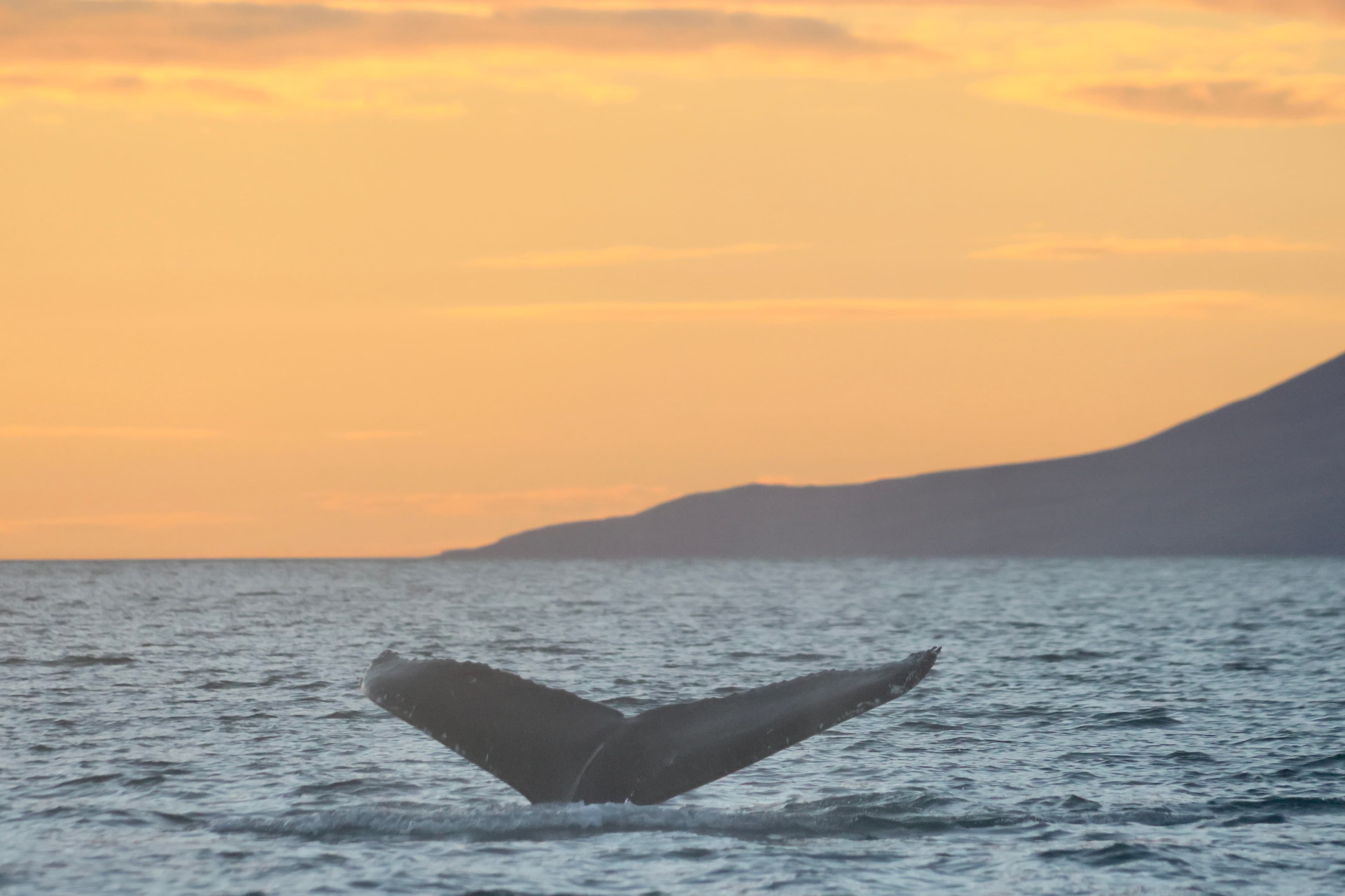 Akureyri Classic Whales in the Midnight Sun