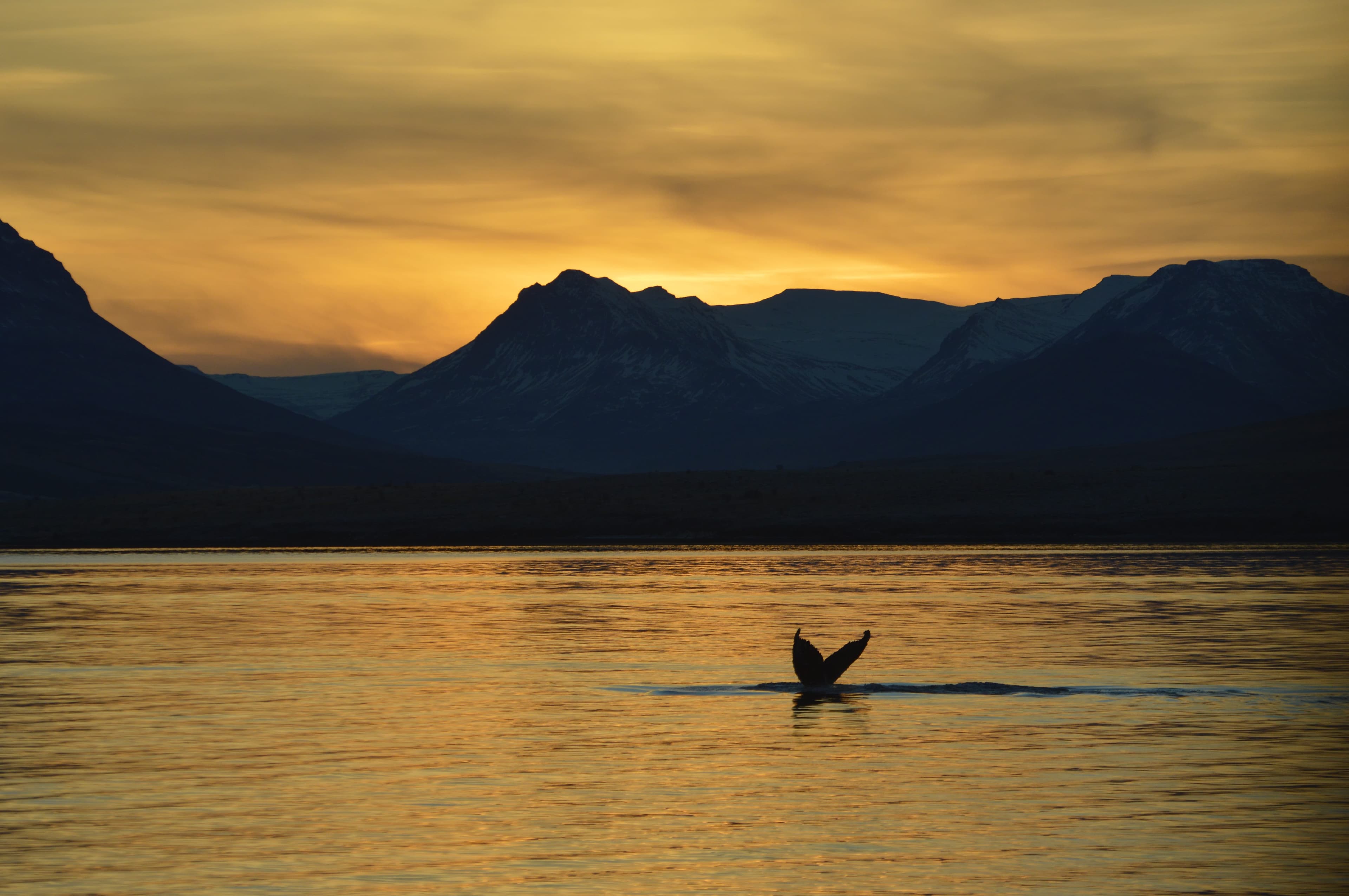 Akureyri Express Whales in the Midnight Sun