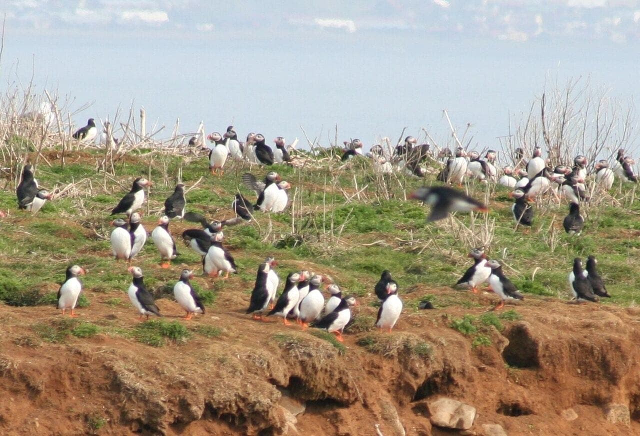 Reykjavík Premium Puffin Watching