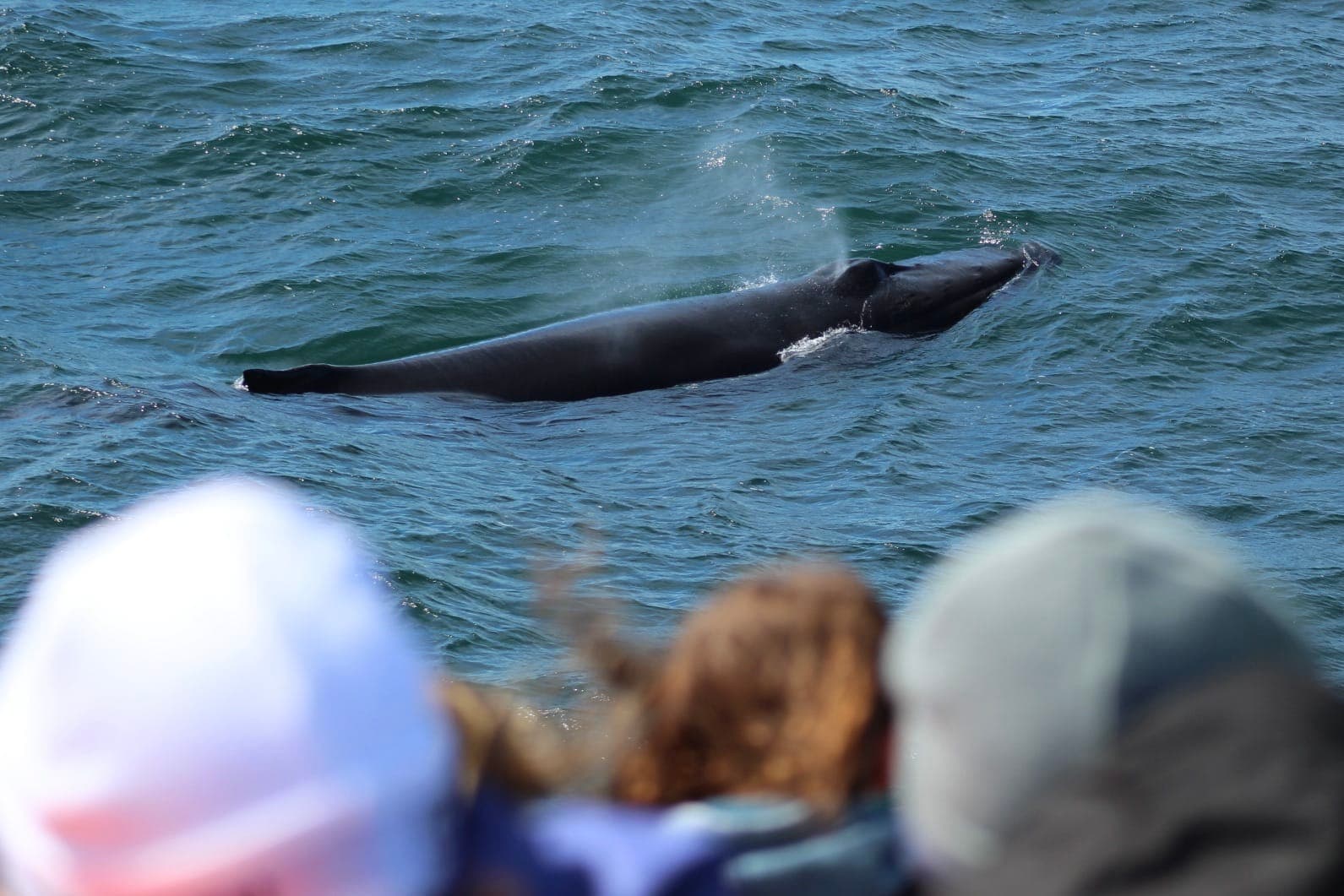 Reykjavík Whales & Puffins