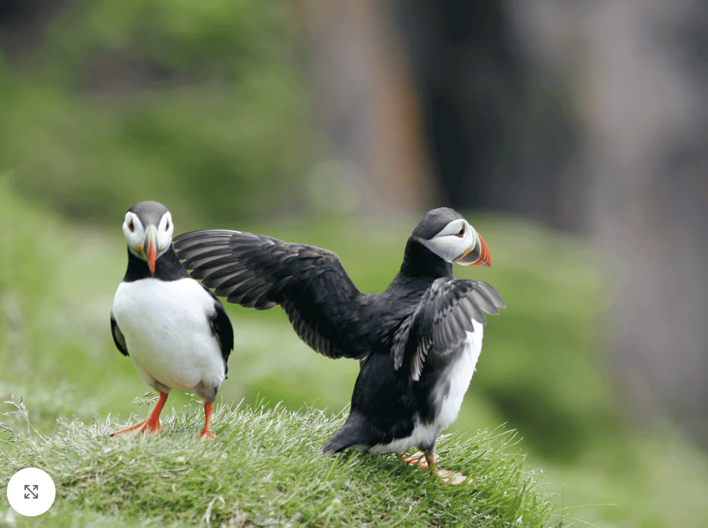 Reykjavík Whales & Puffins