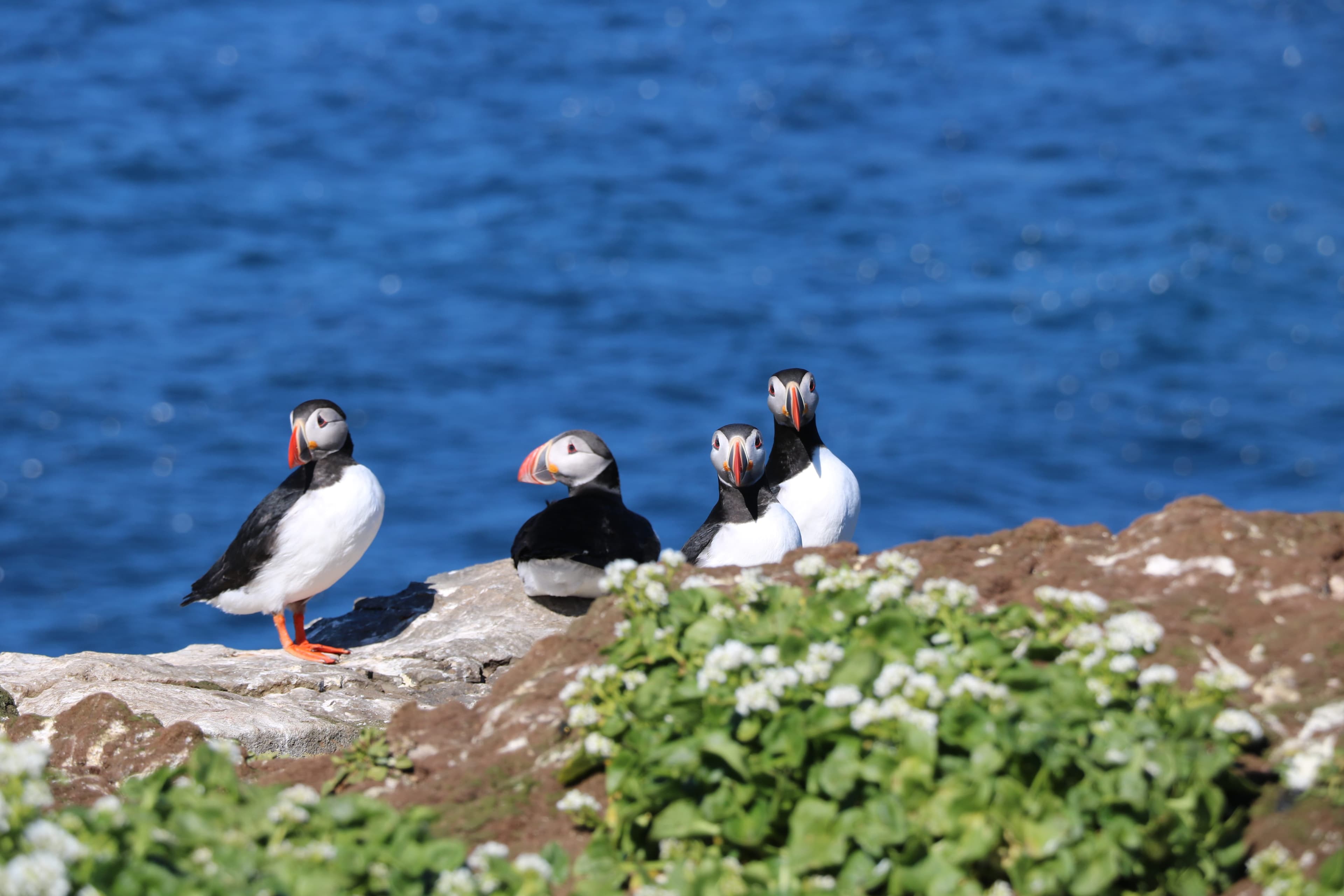 Reykjavík Premium Puffin Watching