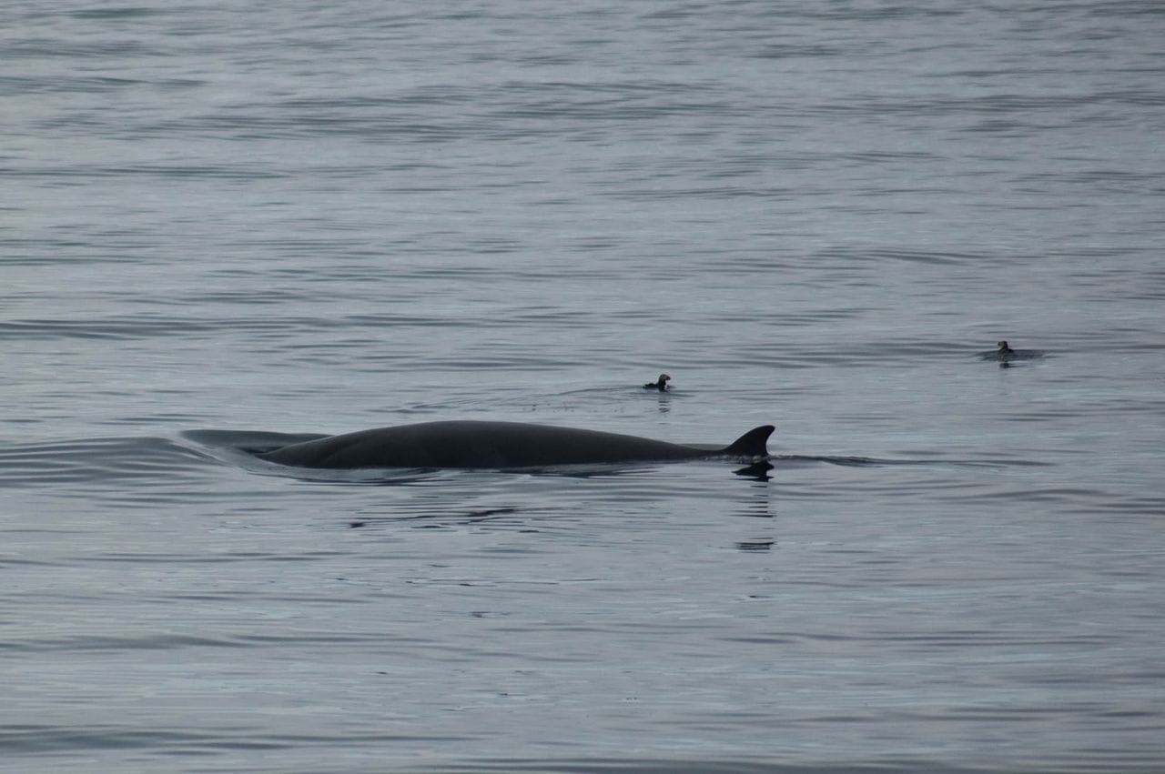 Reykjavík Whales & Puffins