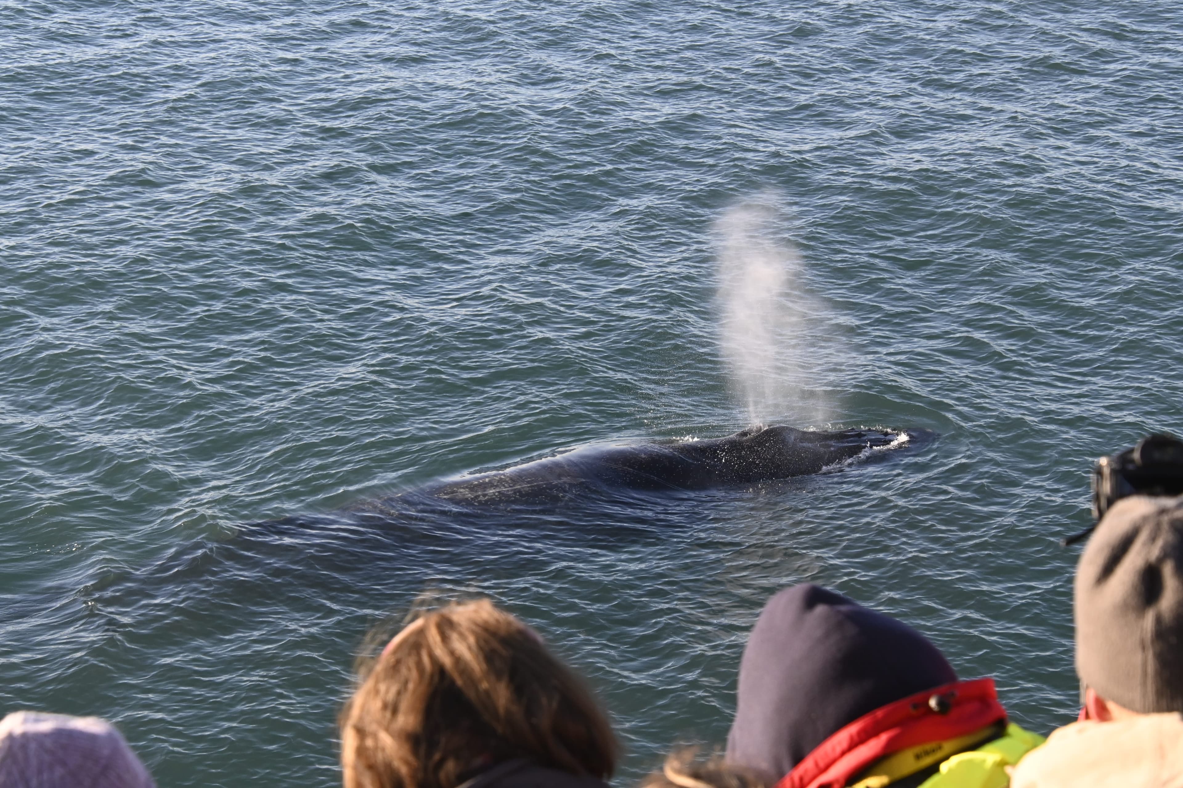 Reykjavík Whales & Viðey Island