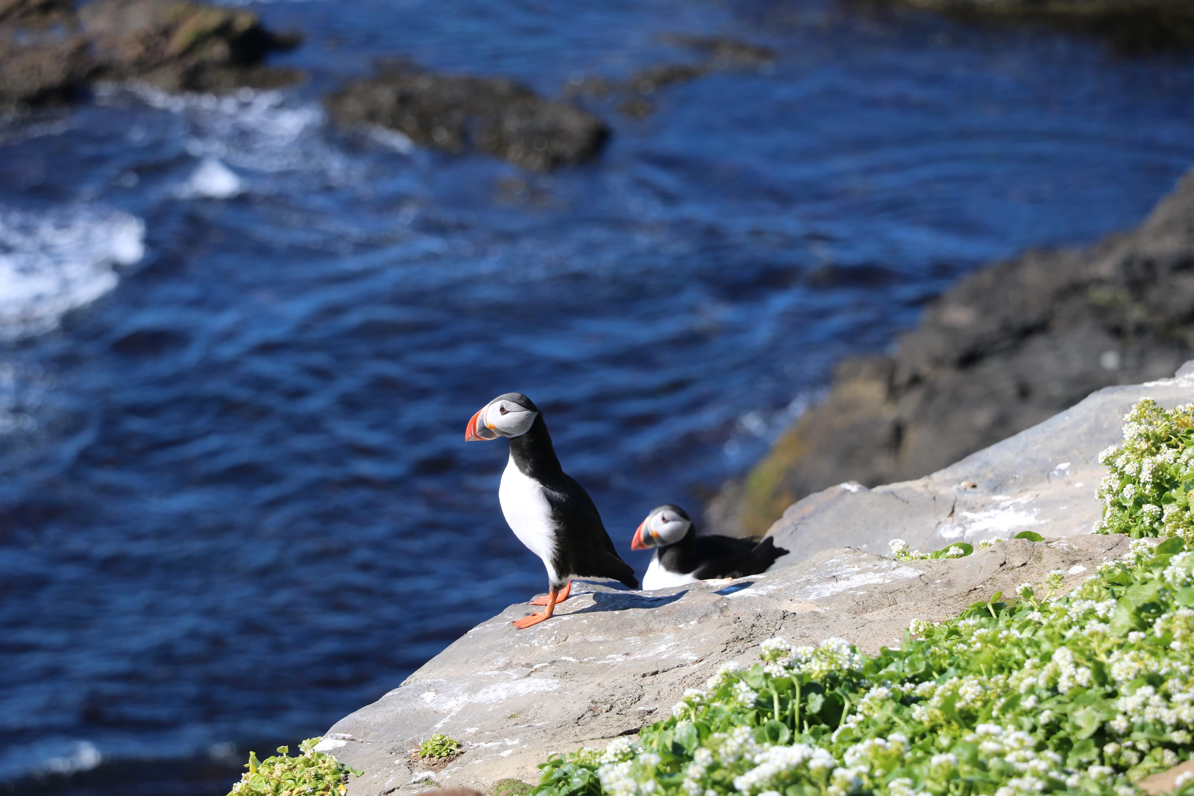 Reykjavík Premium Puffin Watching