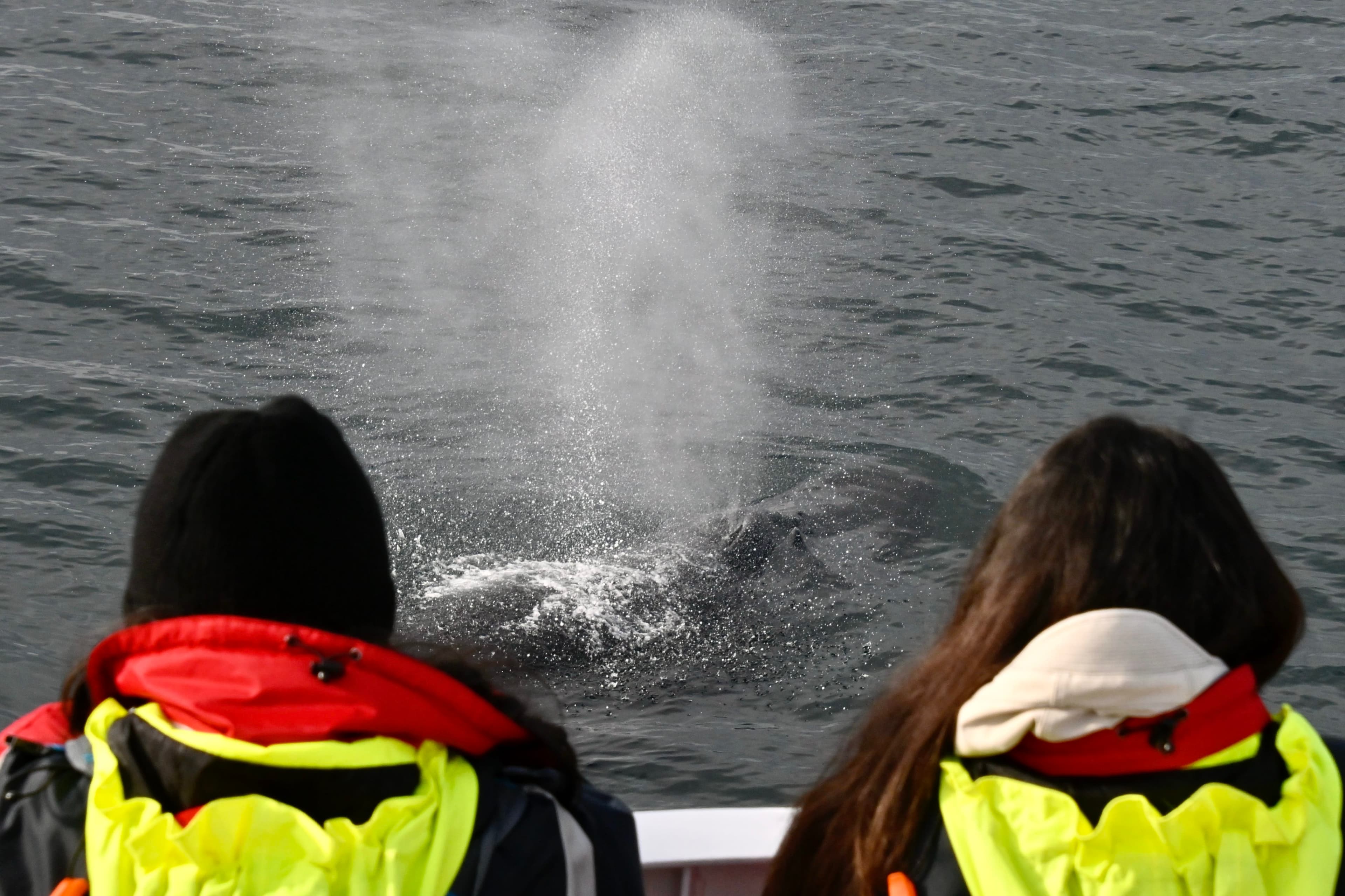 Reykjavík Whales & Puffins