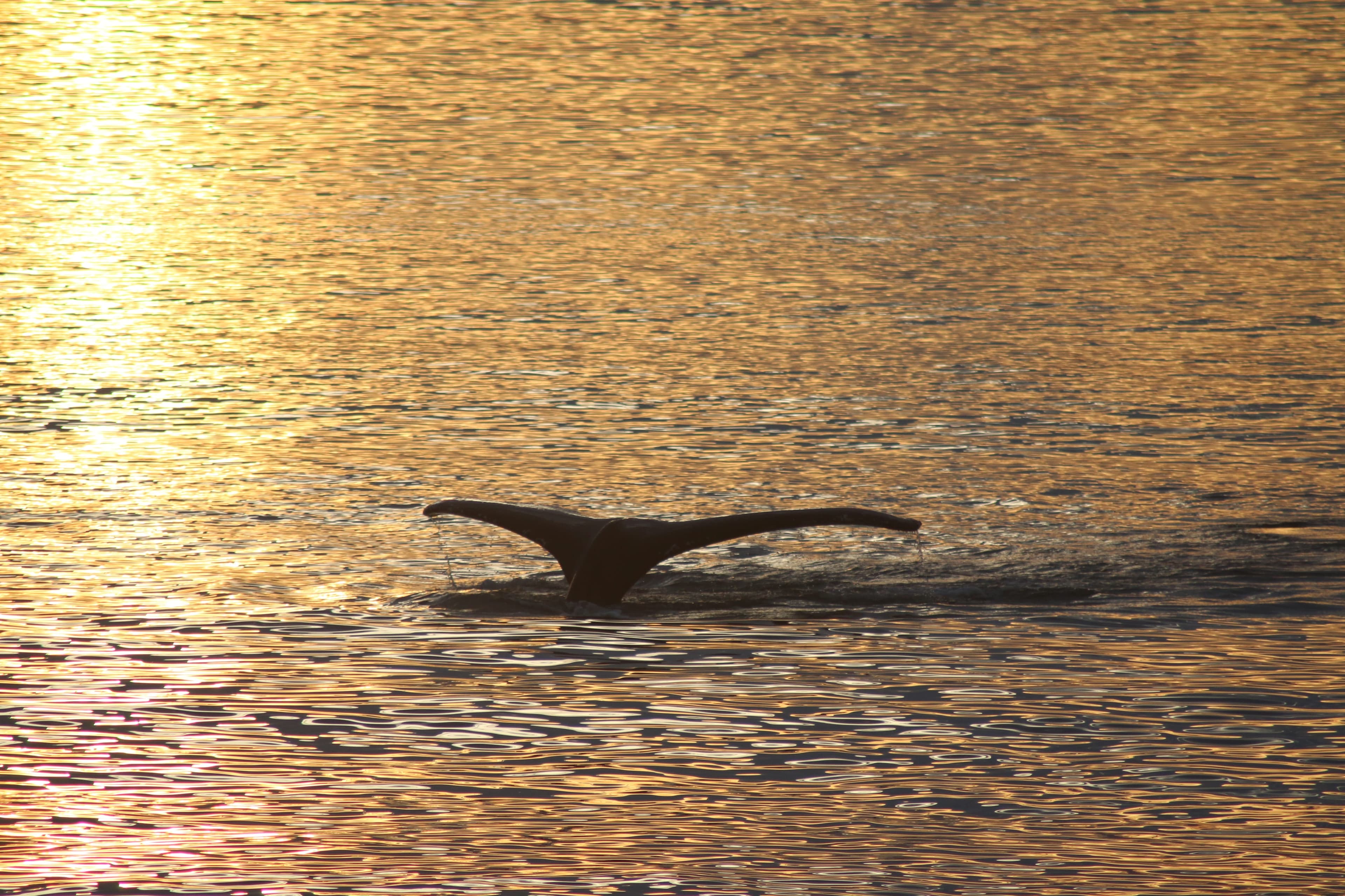 Akureyri Classic Whales in the Midnight Sun