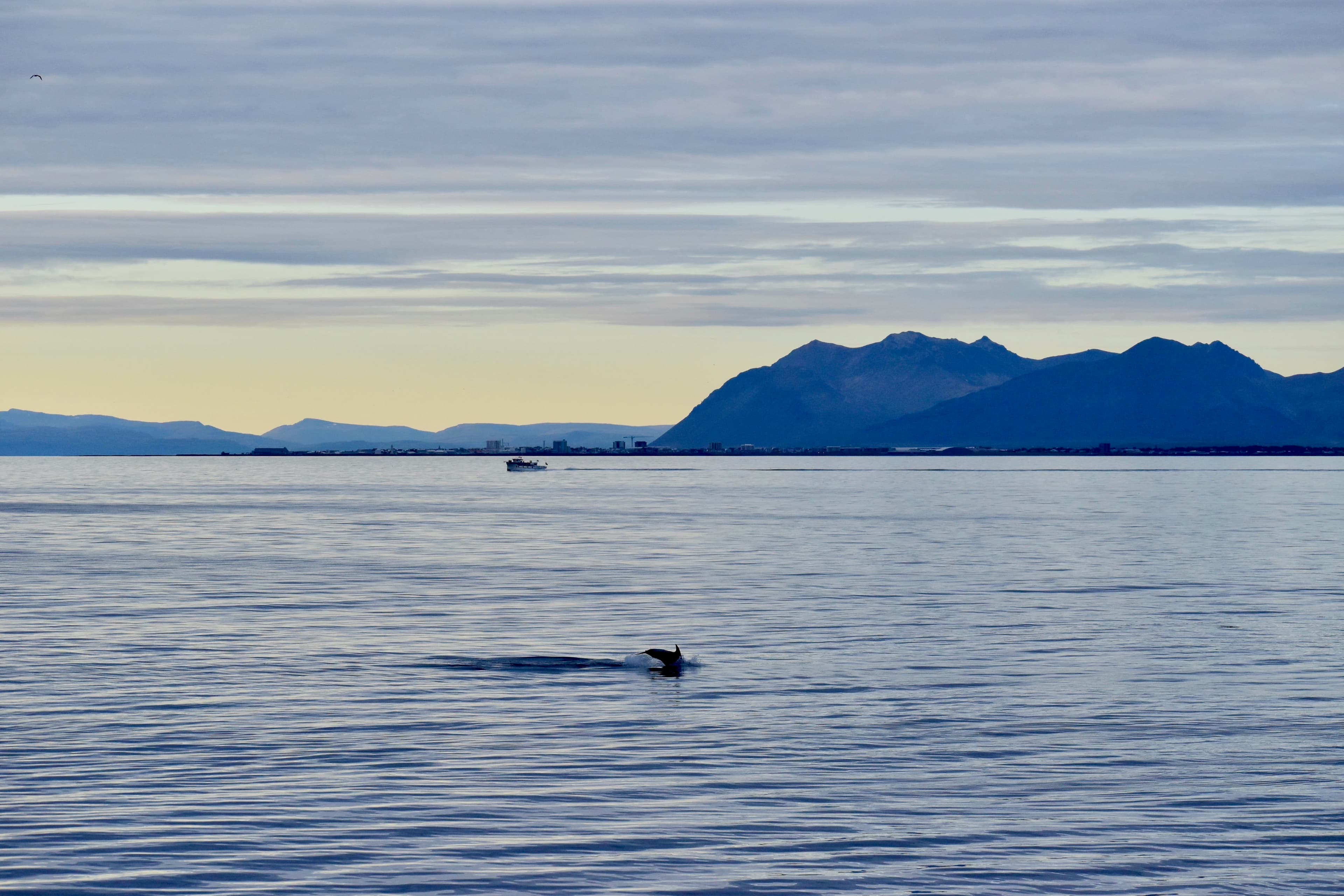 Reykjavík Classic Whales in the Midnight Sun