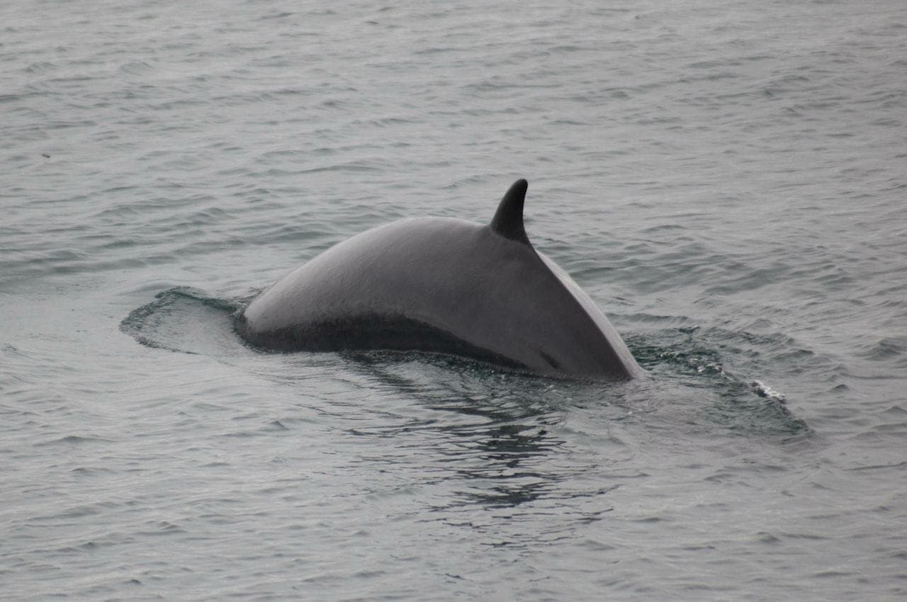Reykjavík Whales & Puffins