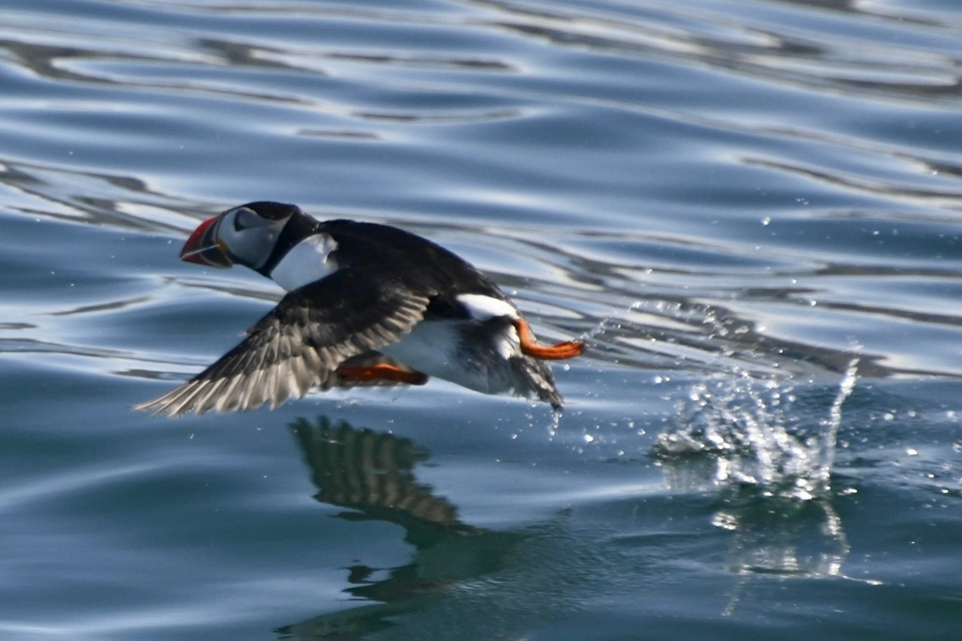 Reykjavík Whales & Puffins