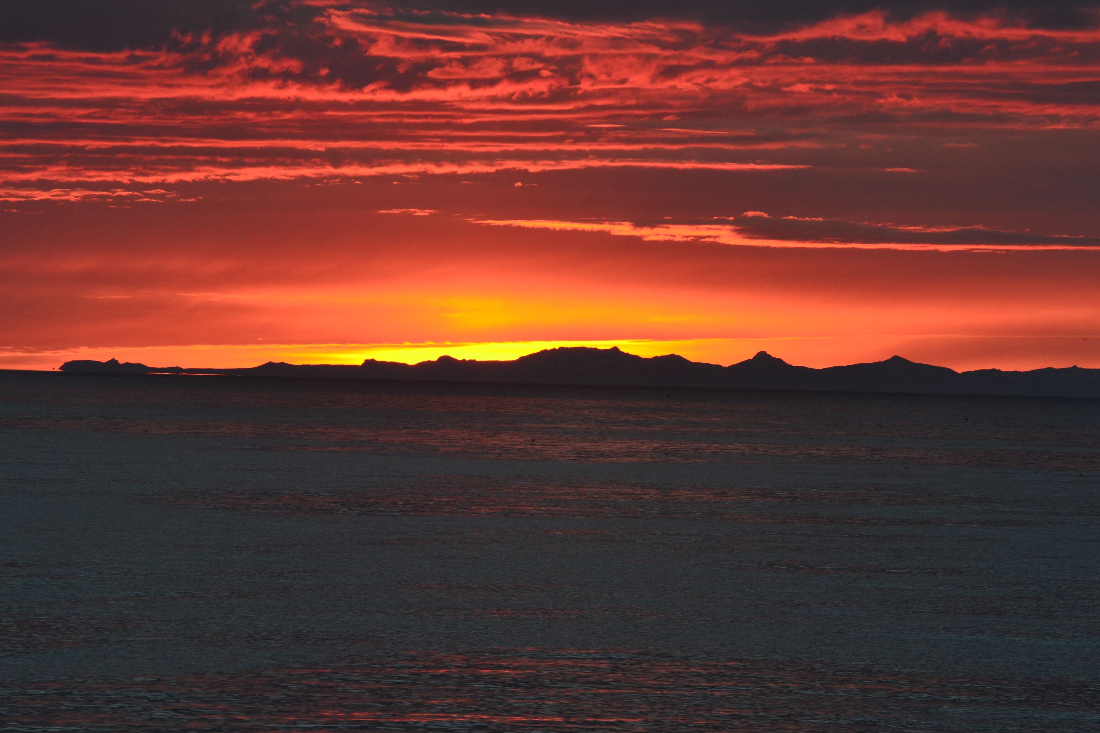 Reykjavík Classic Whales in the Midnight Sun