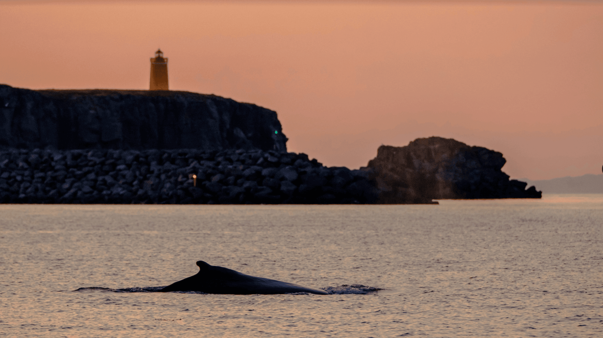 Akureyri Express Whales in the Midnight Sun