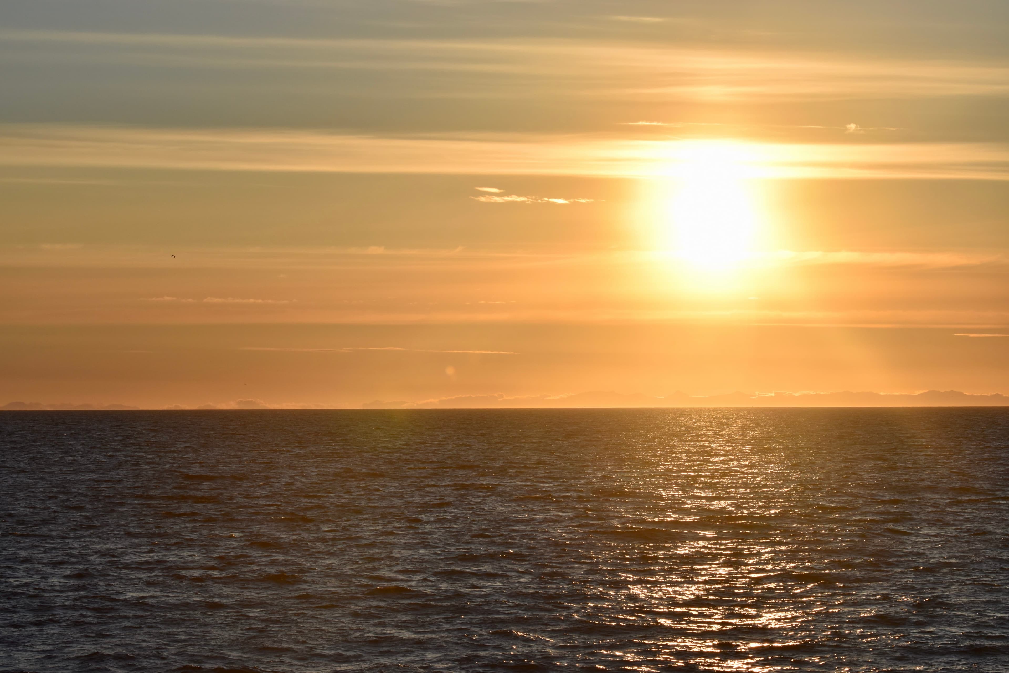 Reykjavík Classic Whales in the Midnight Sun