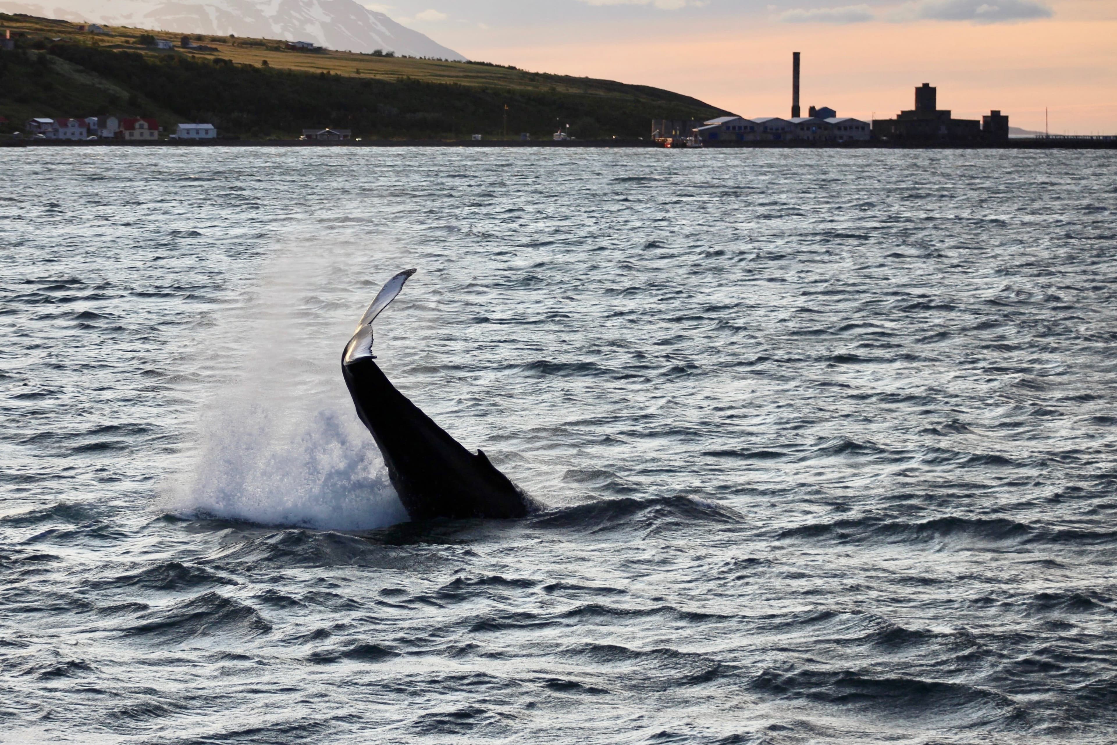 Akureyri Classic Whales in the Midnight Sun