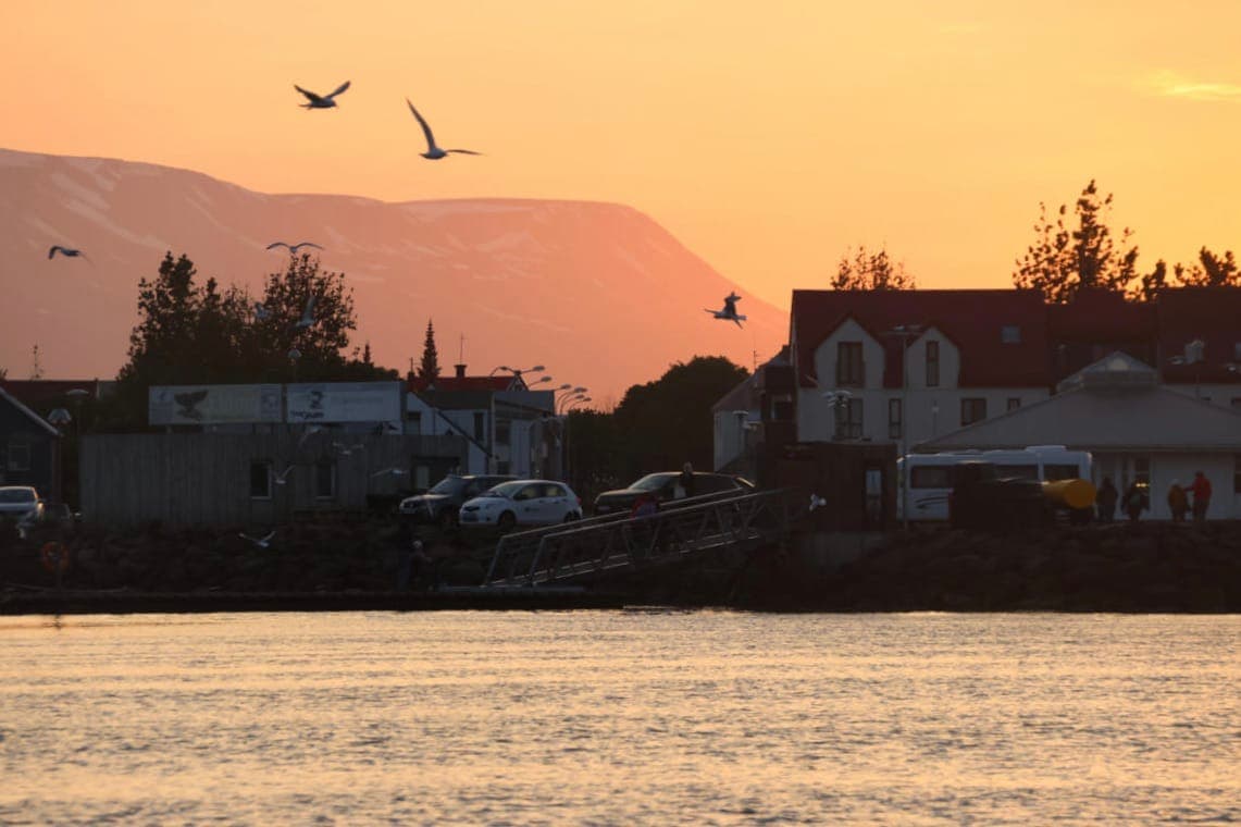 Akureyri Express Whales in the Midnight Sun