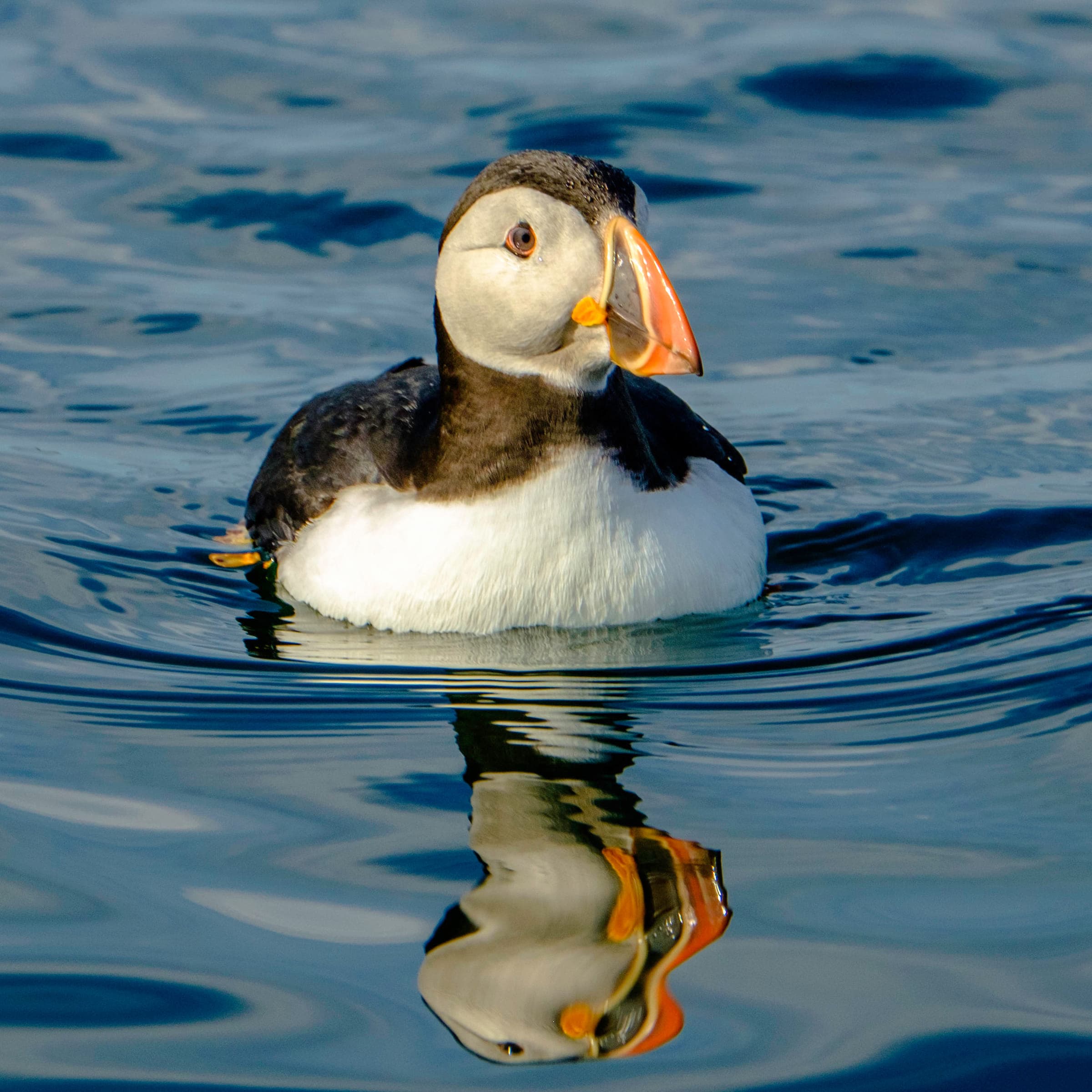 Reykjavík Premium Puffin Watching