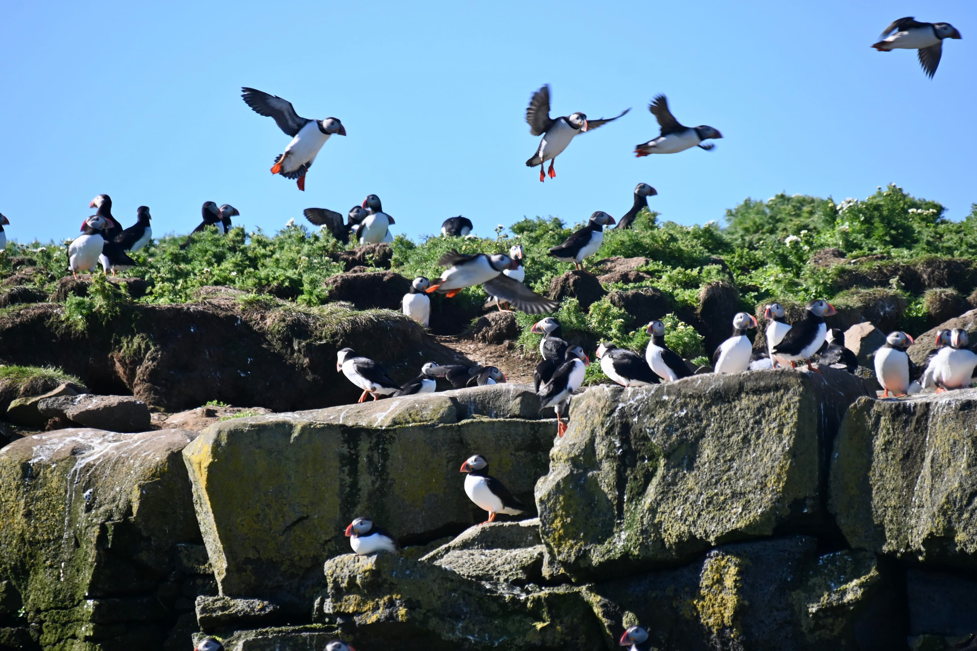 Reykjavík Whales & Puffins