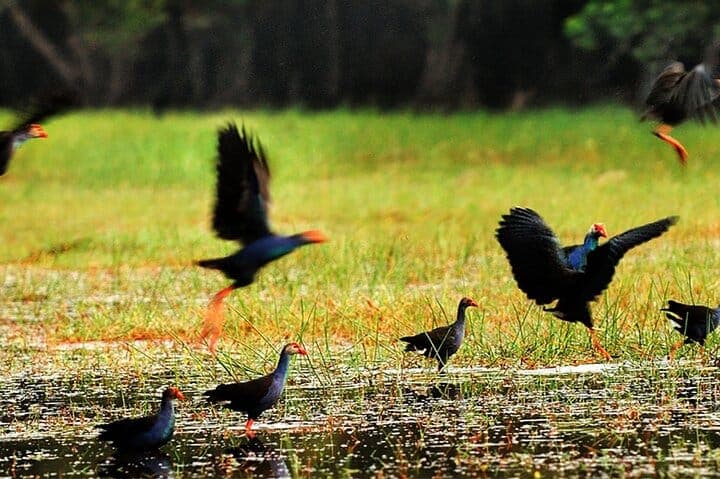 Cairang Floating Market and Tra Su Cajuput Forest
