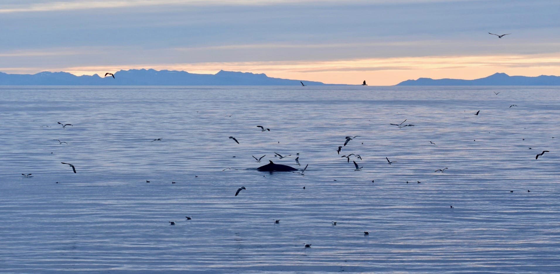 Reykjavík Classic Whales in the Midnight Sun