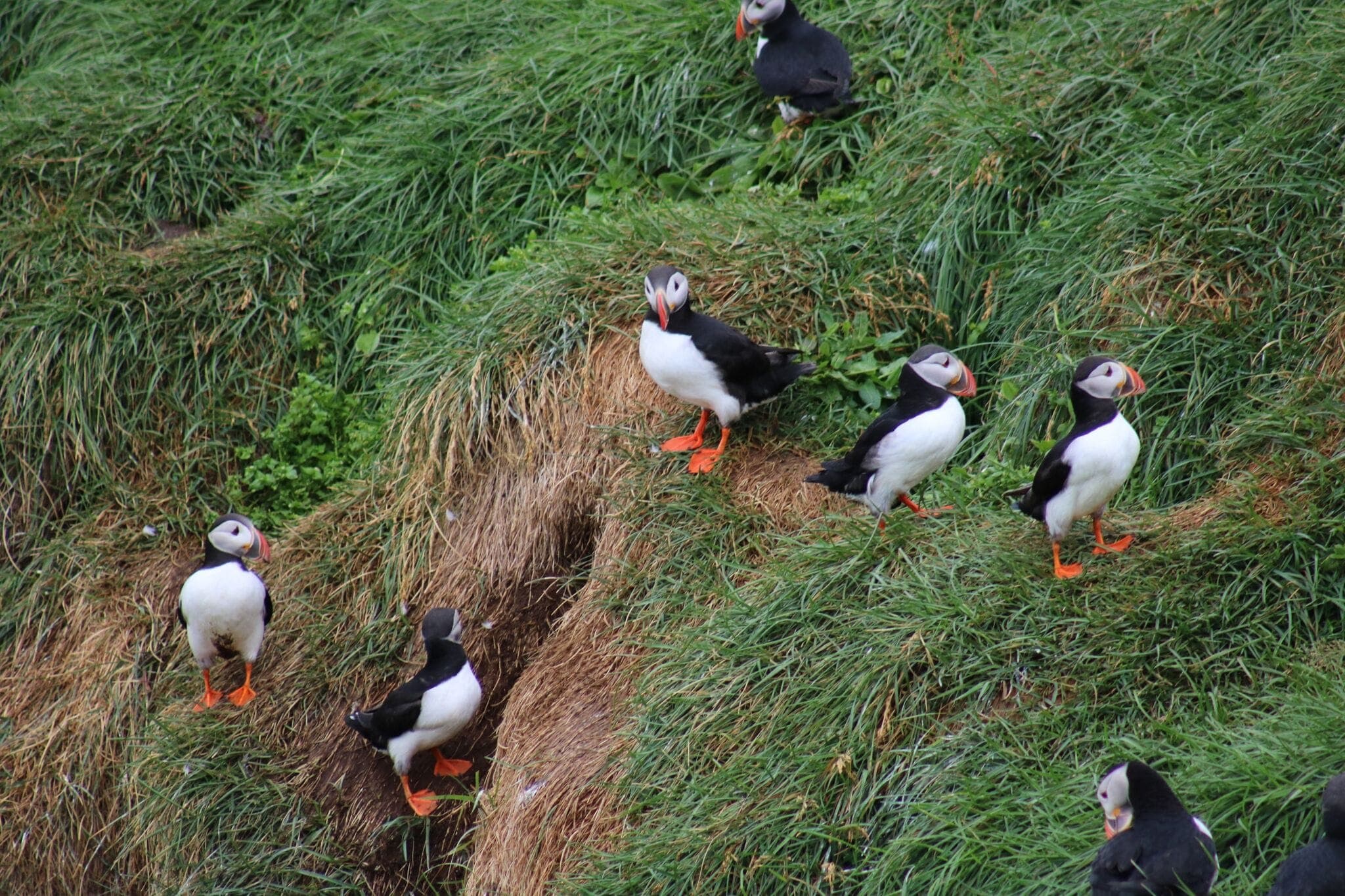 Reykjavík Premium Puffin Watching