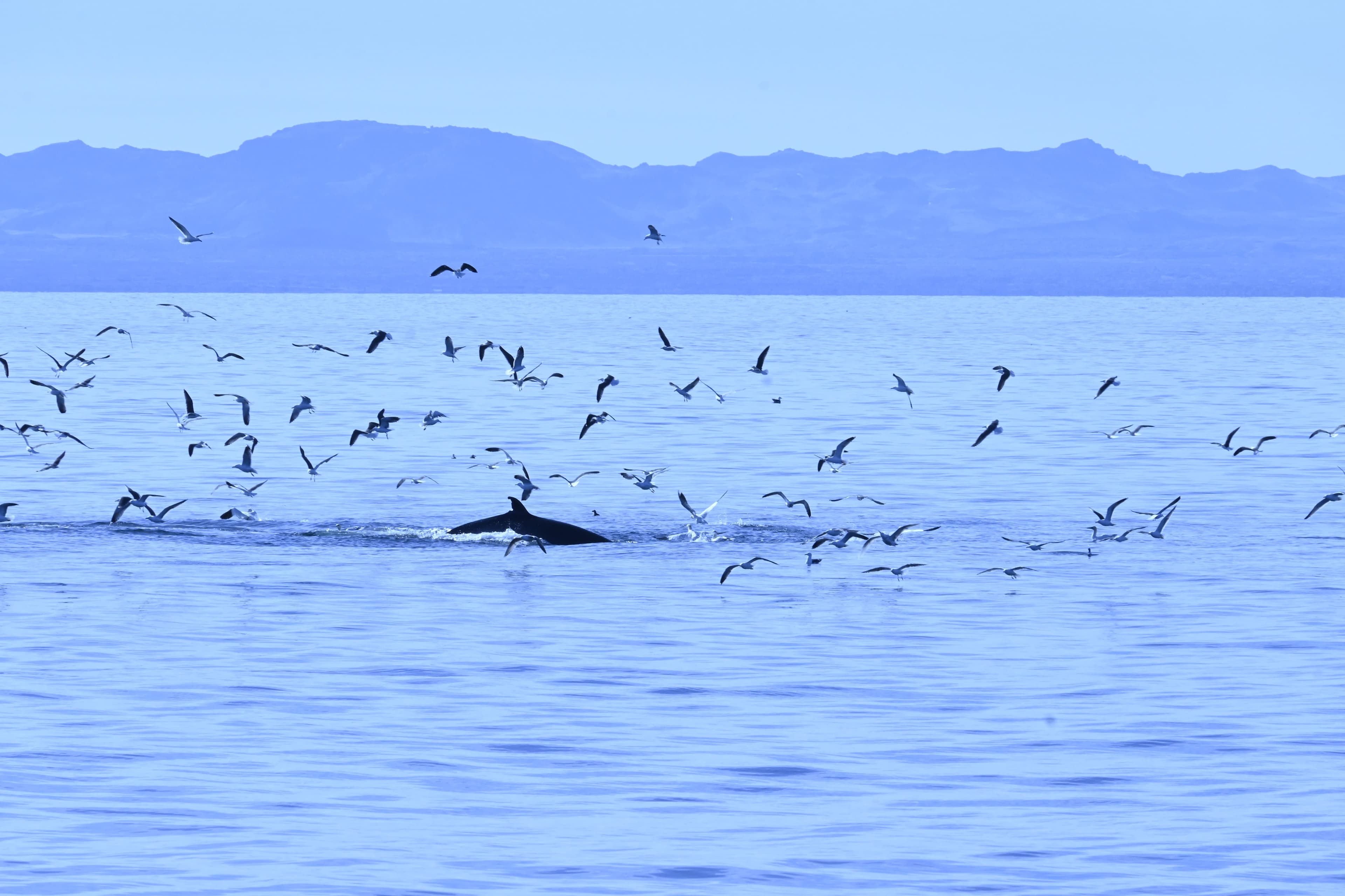 Reykjavík Whales & Viðey Island