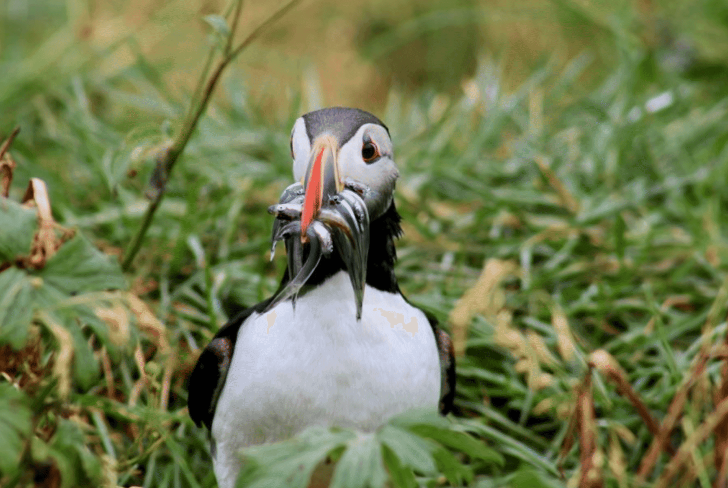 Reykjavík Whales & Puffins