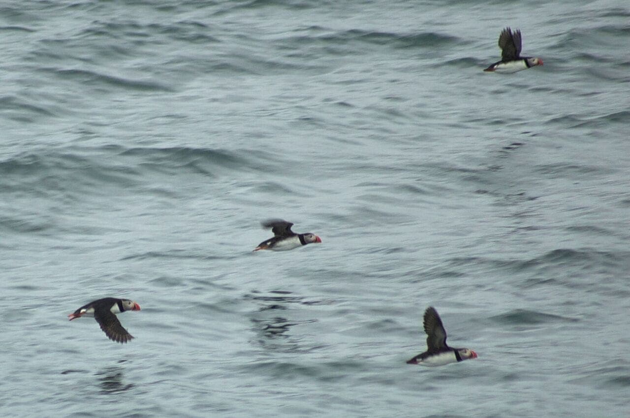 Reykjavík Premium Puffin Watching