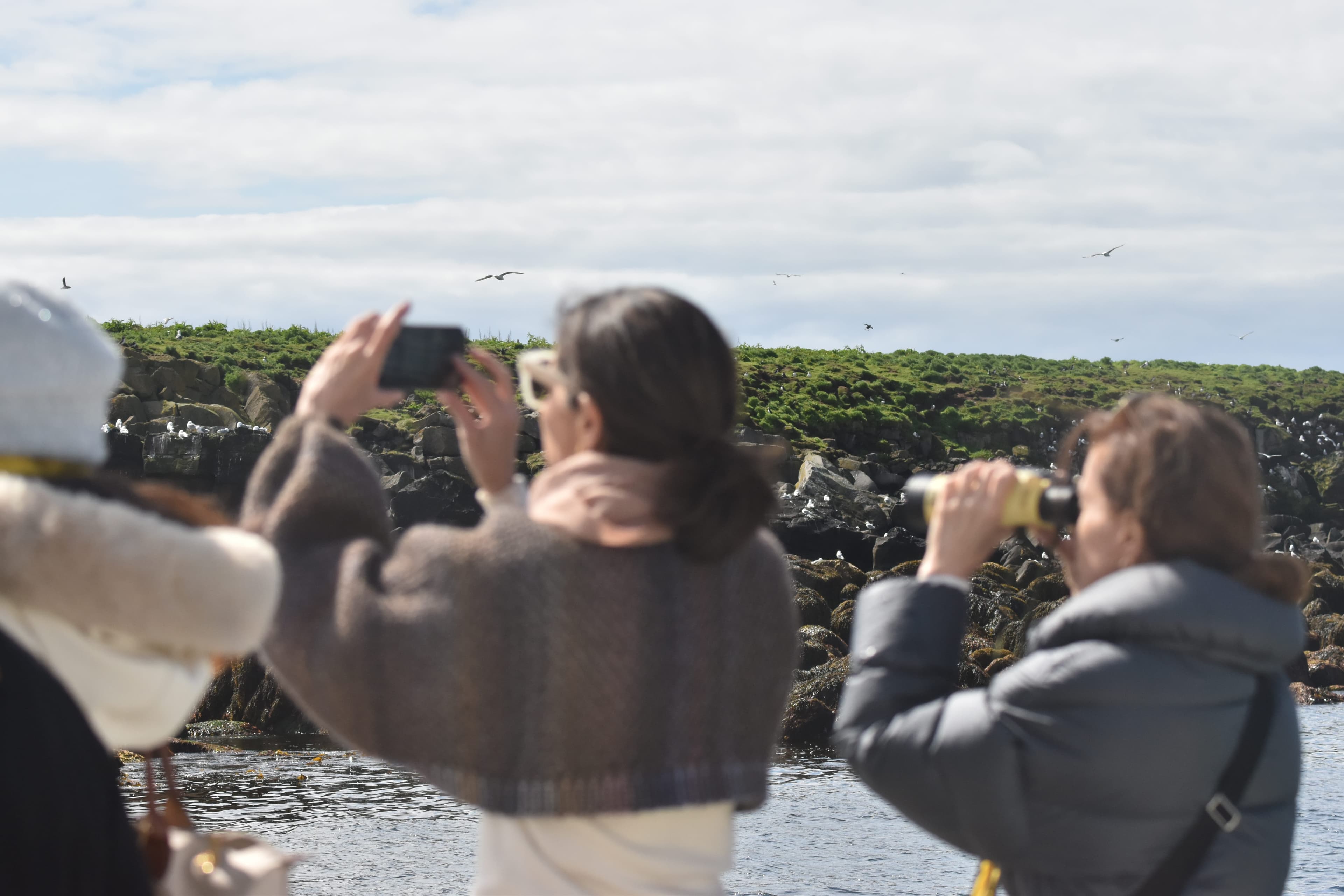 Reykjavík Classic Puffin Watching
