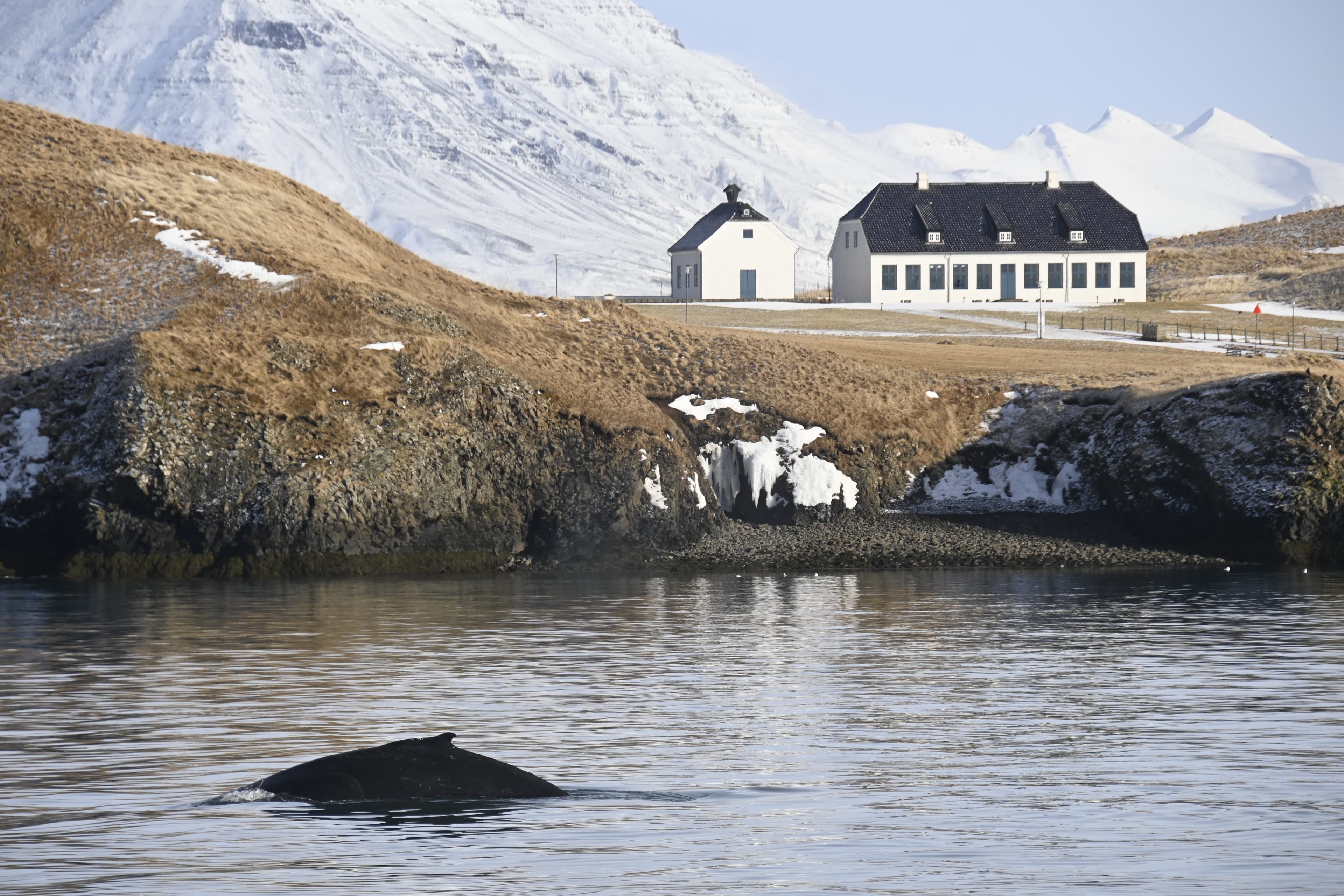 Reykjavík Whales & Viðey Island