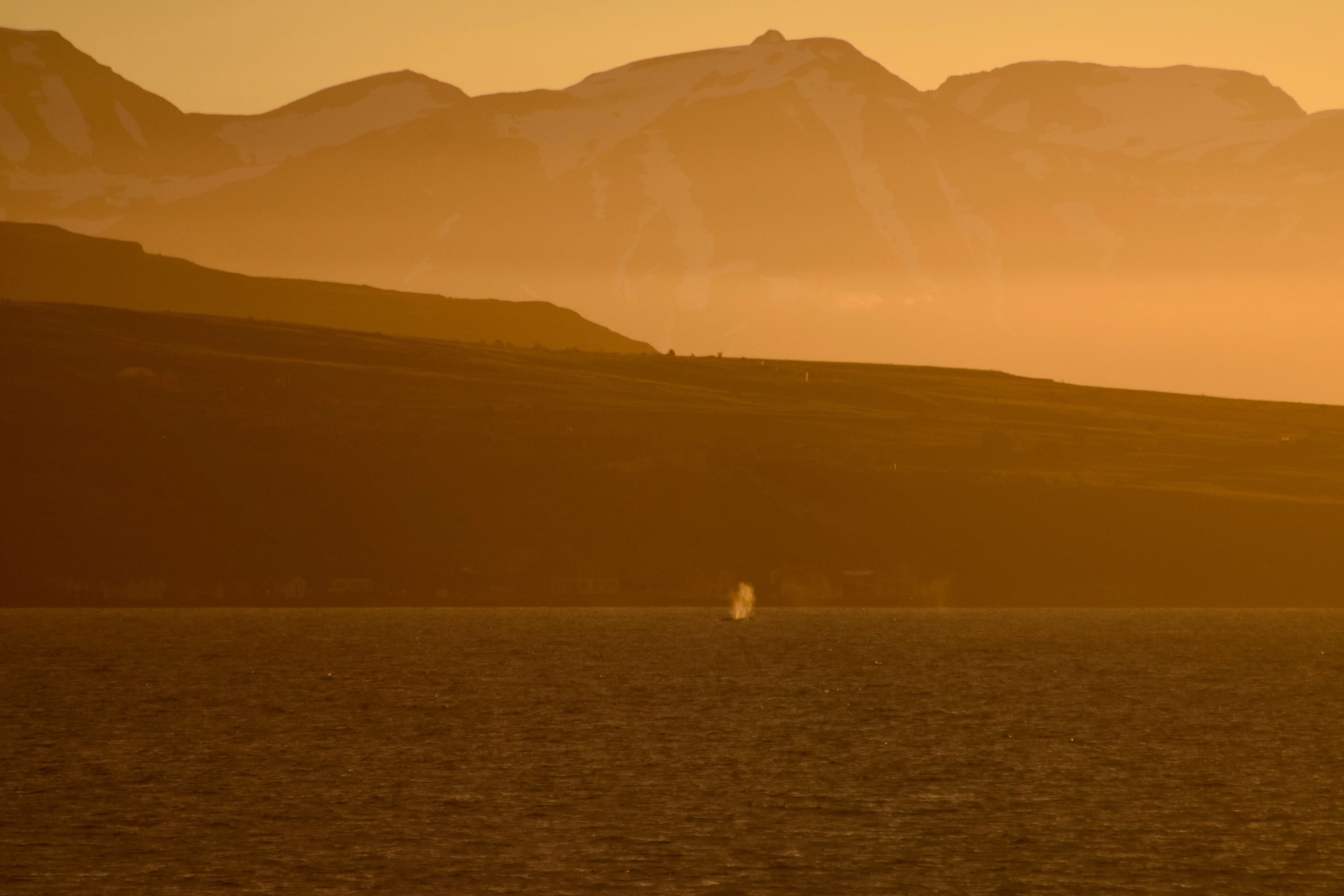 Akureyri Classic Whales in the Midnight Sun