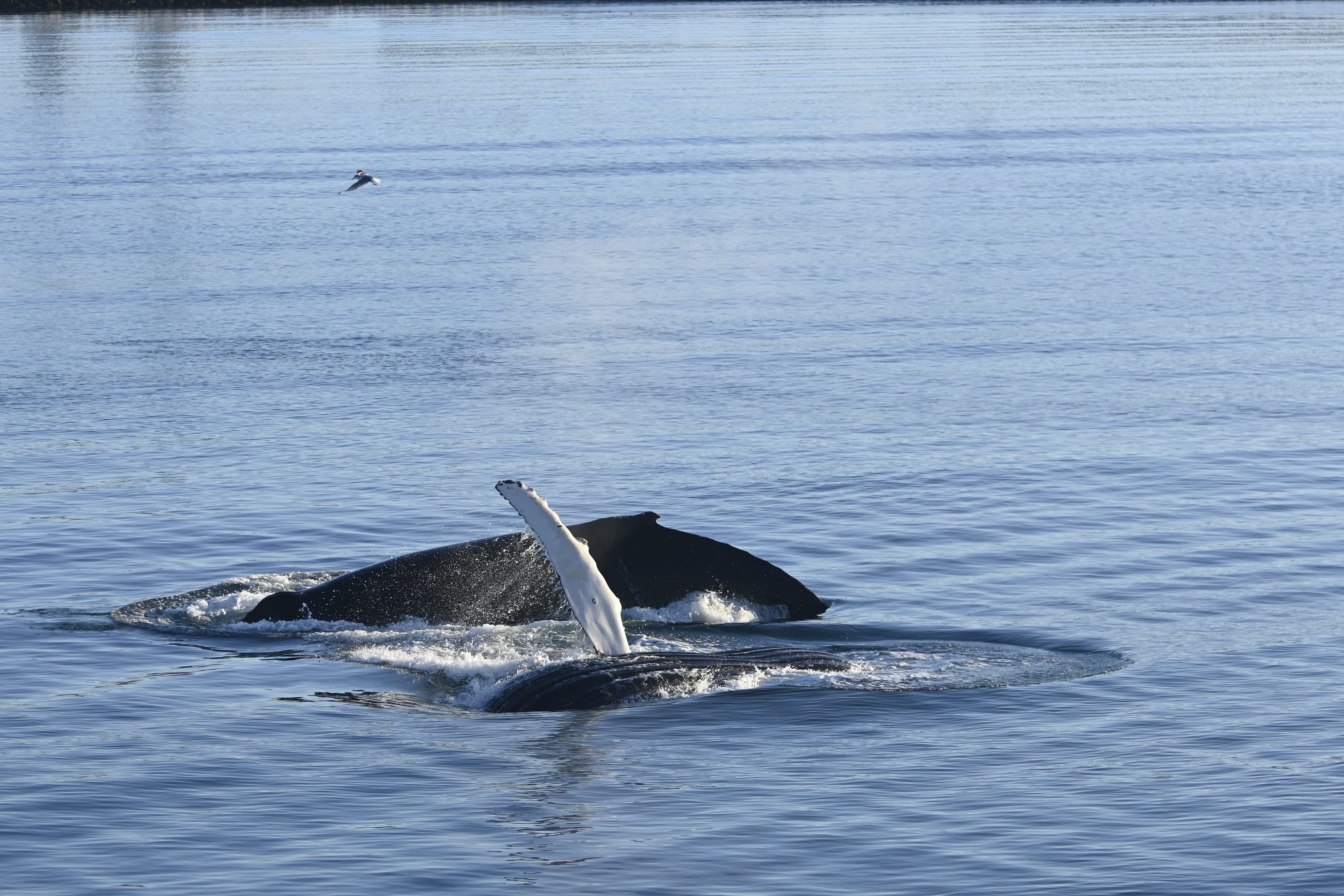 Reykjavík Whales & Viðey Island