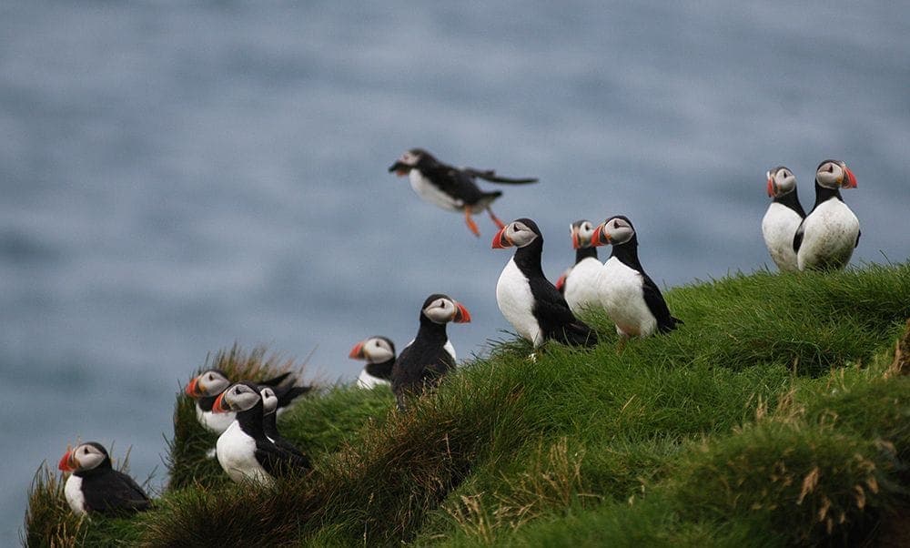 Reykjavík Whales & Puffins
