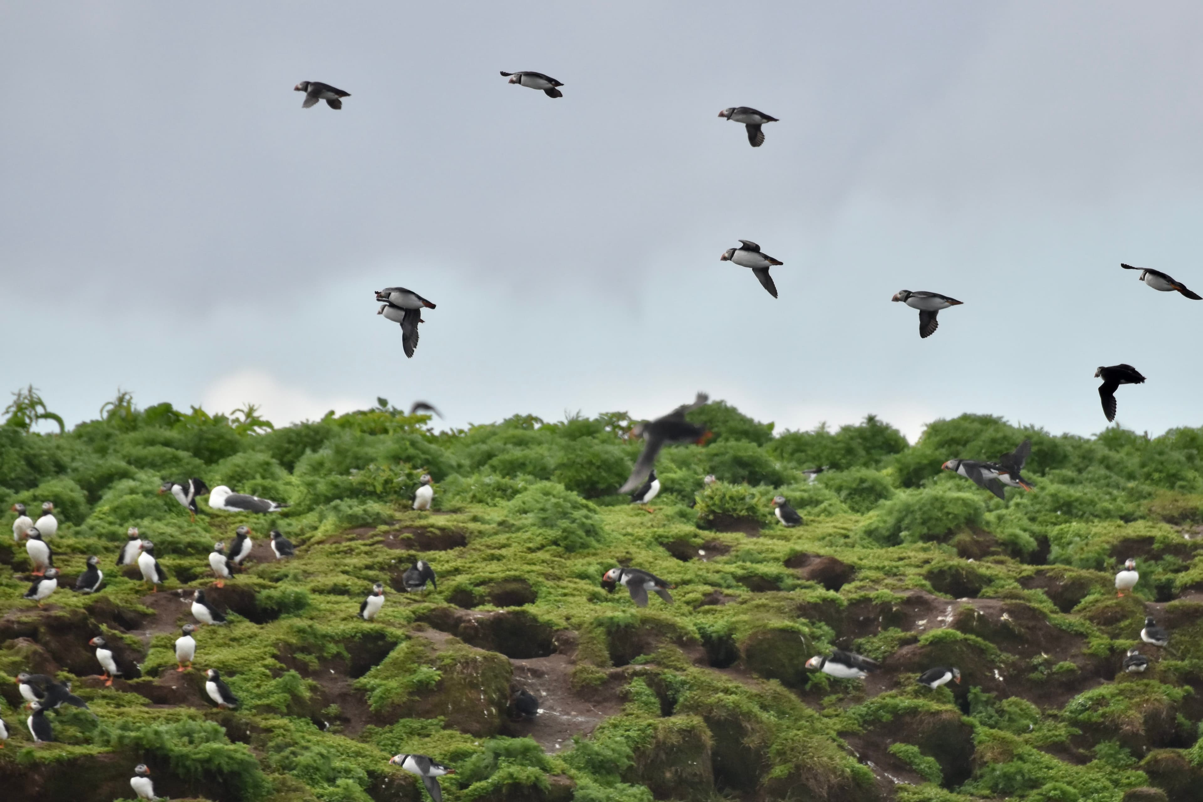 Reykjavík Whales & Puffins