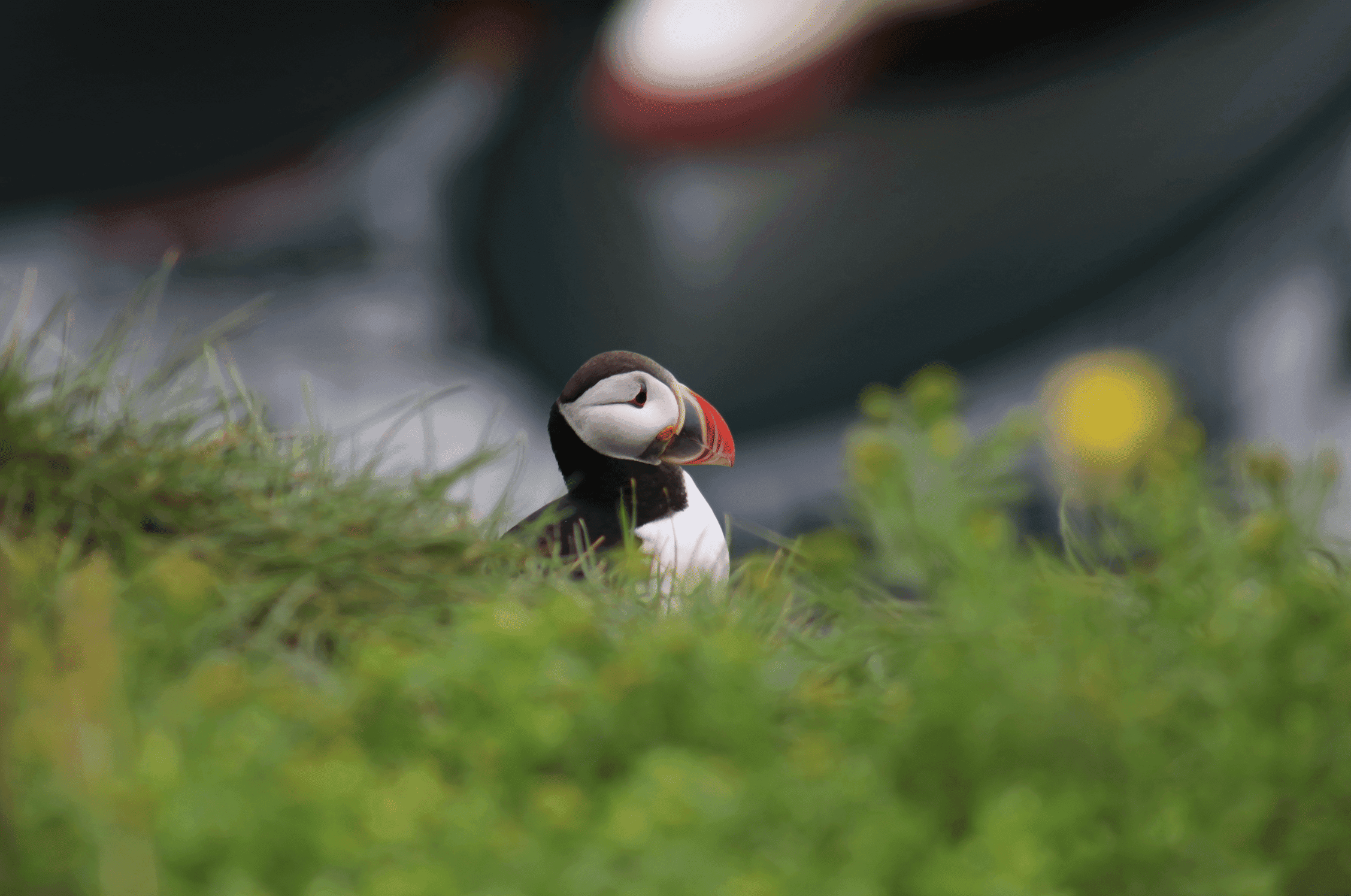 Reykjavík Whales & Puffins