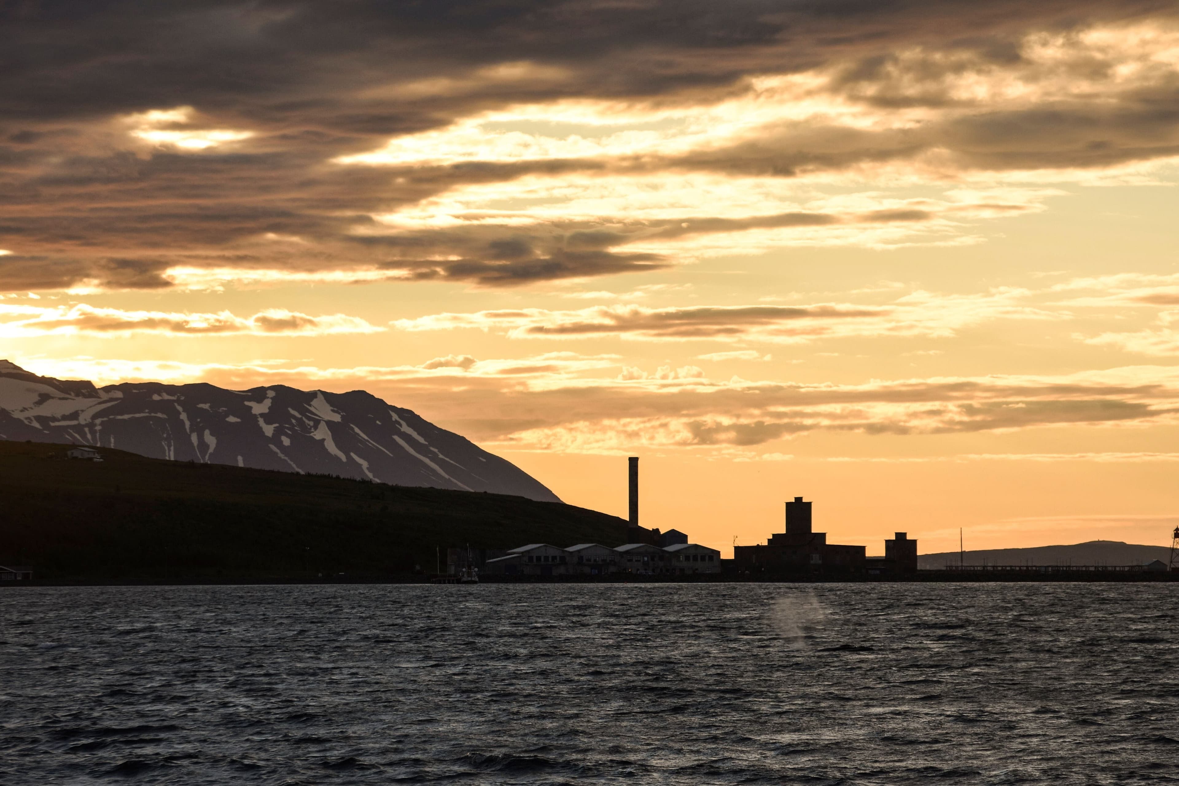 Akureyri Express Whales in the Midnight Sun