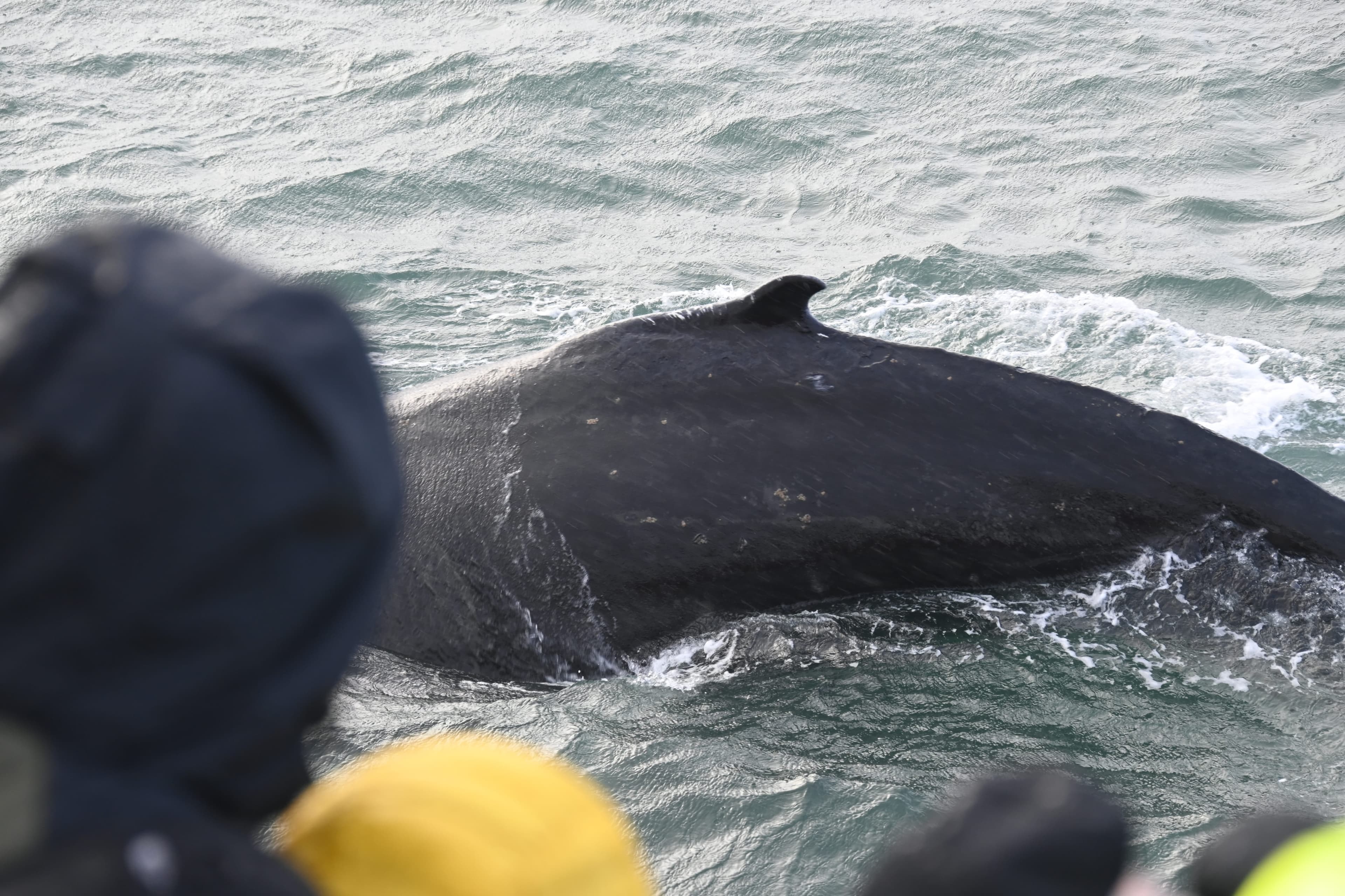 Reykjavík Whales & Viðey Island