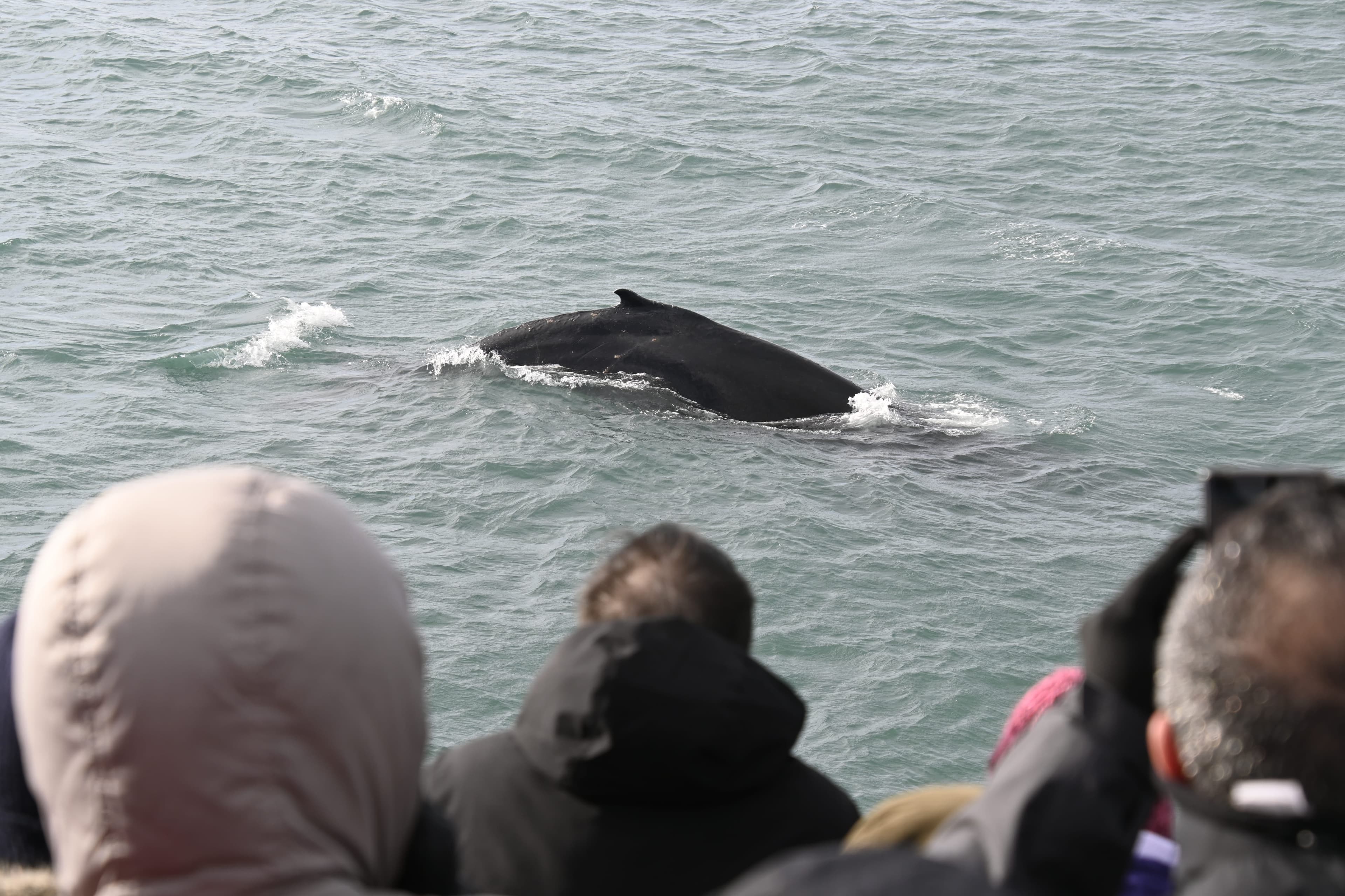 Reykjavík Whales & Viðey Island