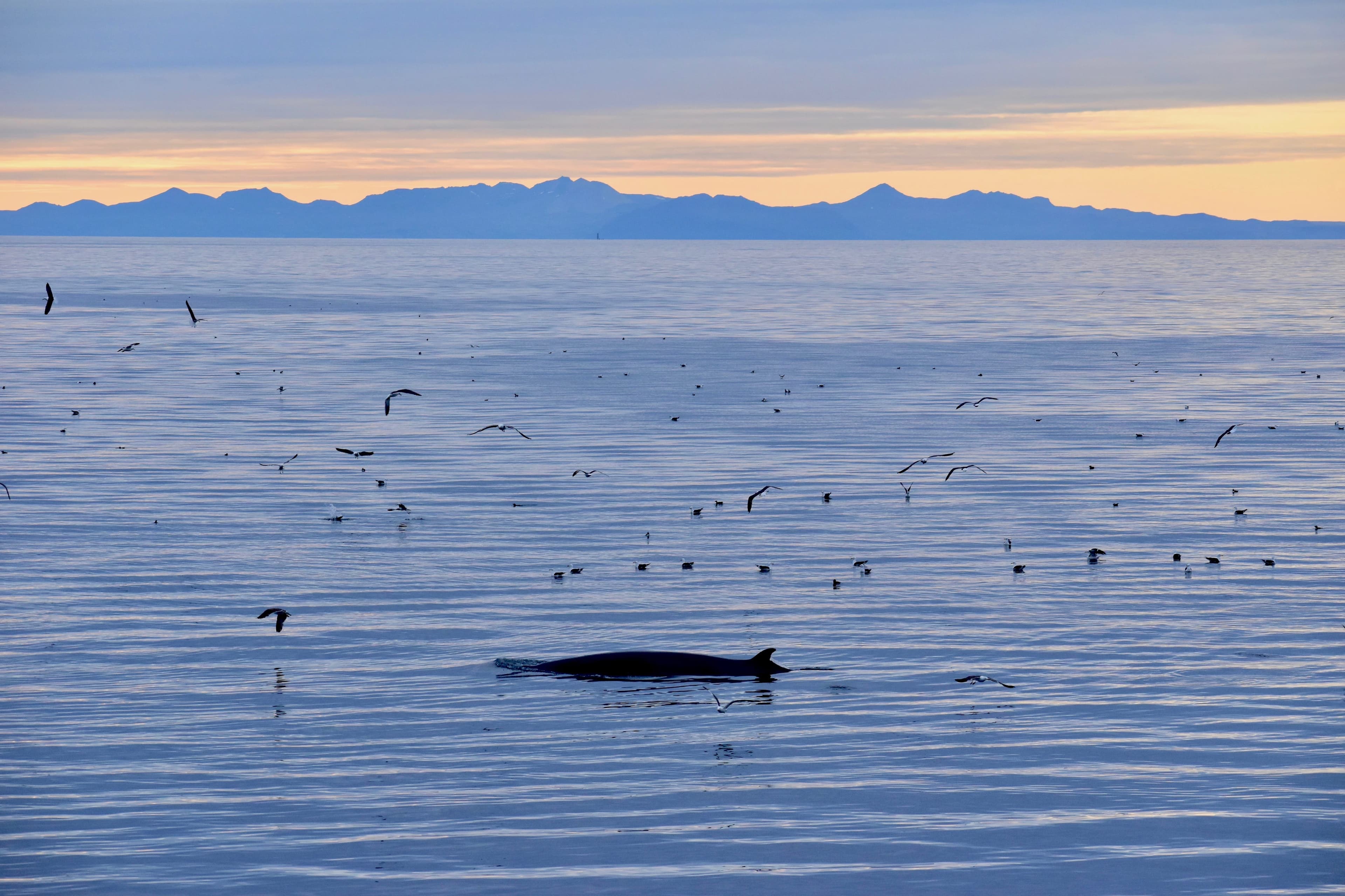 Reykjavík Classic Whales in the Midnight Sun