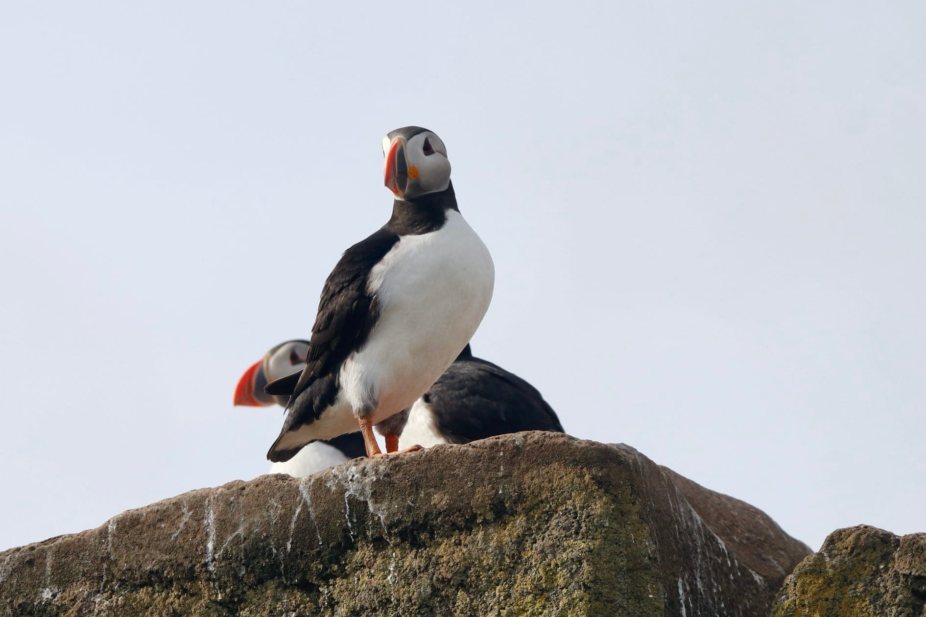 Reykjavík Whales & Puffins