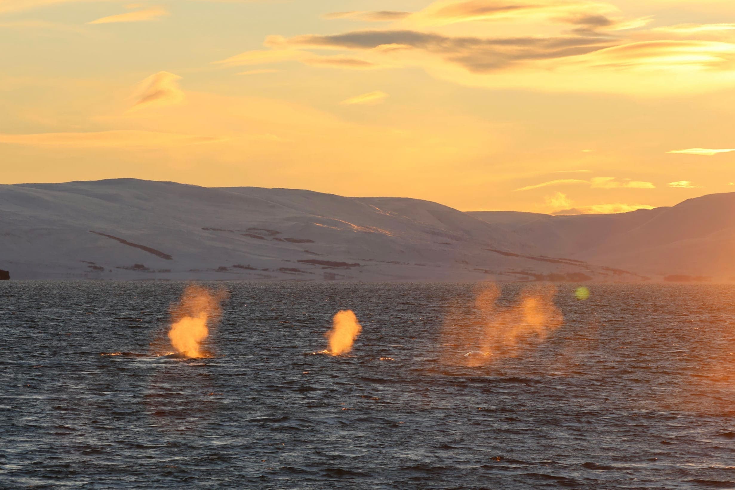 Akureyri Express Whales in the Midnight Sun