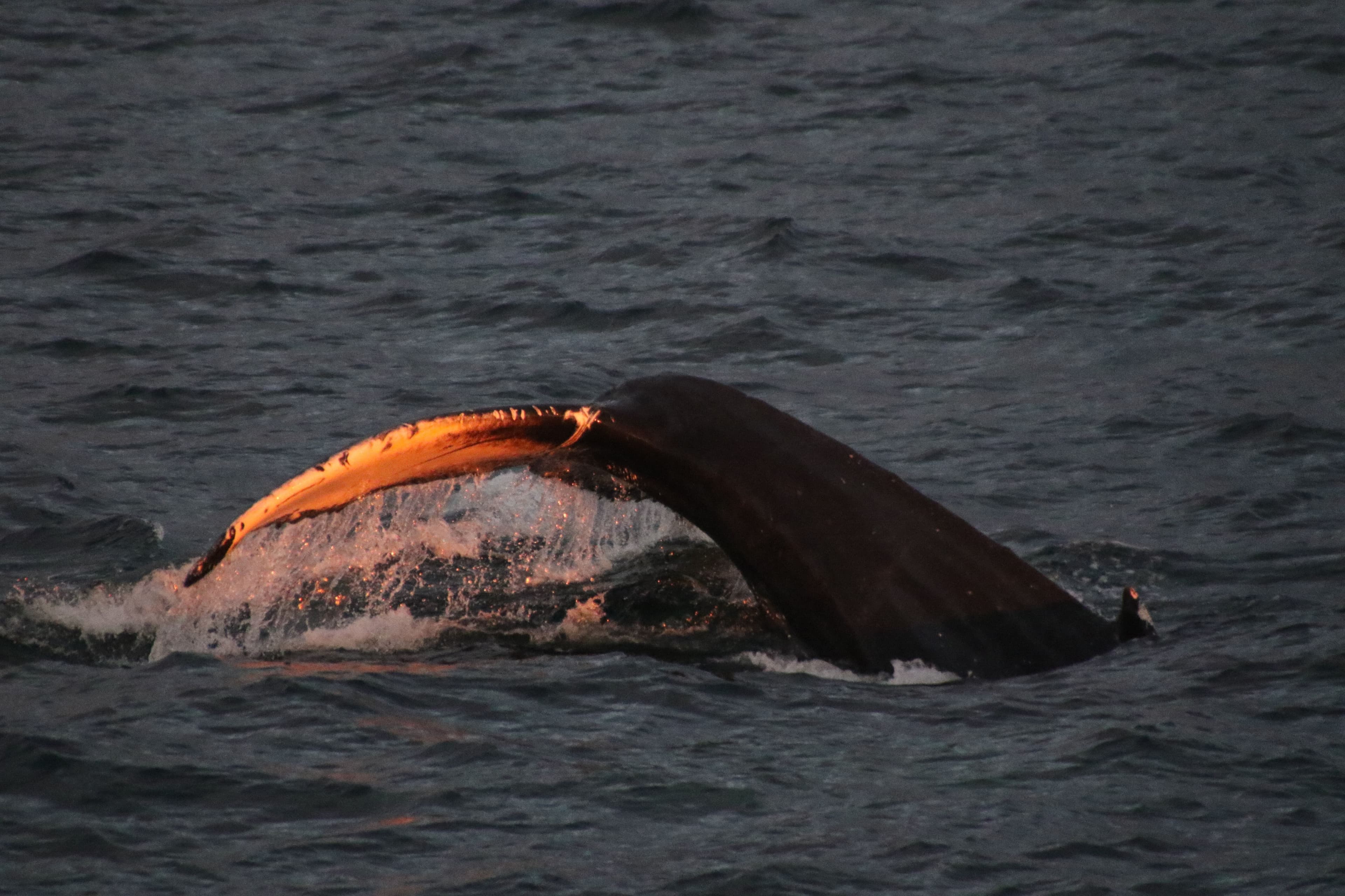 Akureyri Express Whales in the Midnight Sun