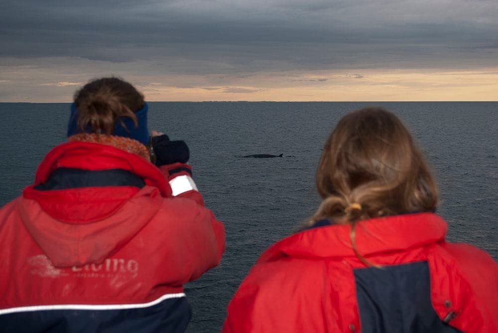 Reykjavík Classic Whales in the Midnight Sun