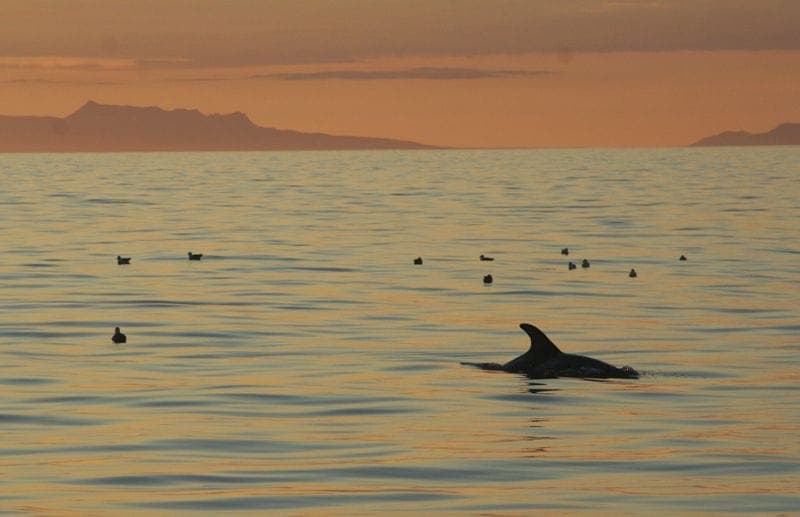Reykjavík Classic Whales in the Midnight Sun