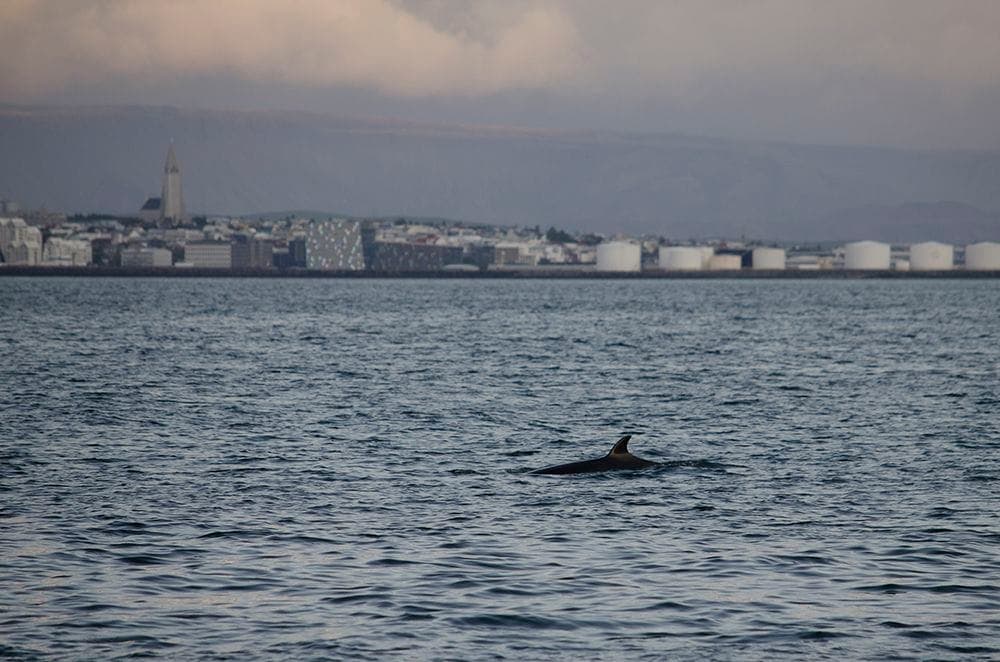 Reykjavík Classic Whales in the Midnight Sun