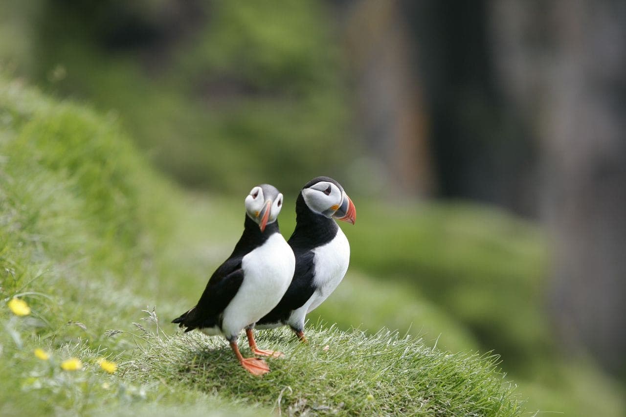 Reykjavík Classic Puffin Watching
