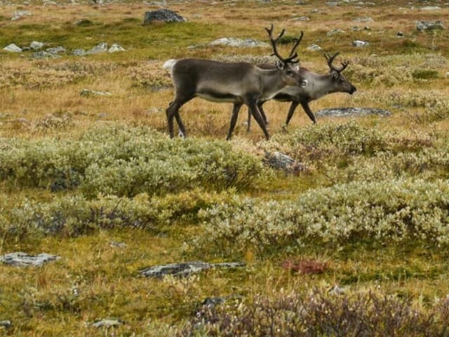 Abisko Autumn Hike