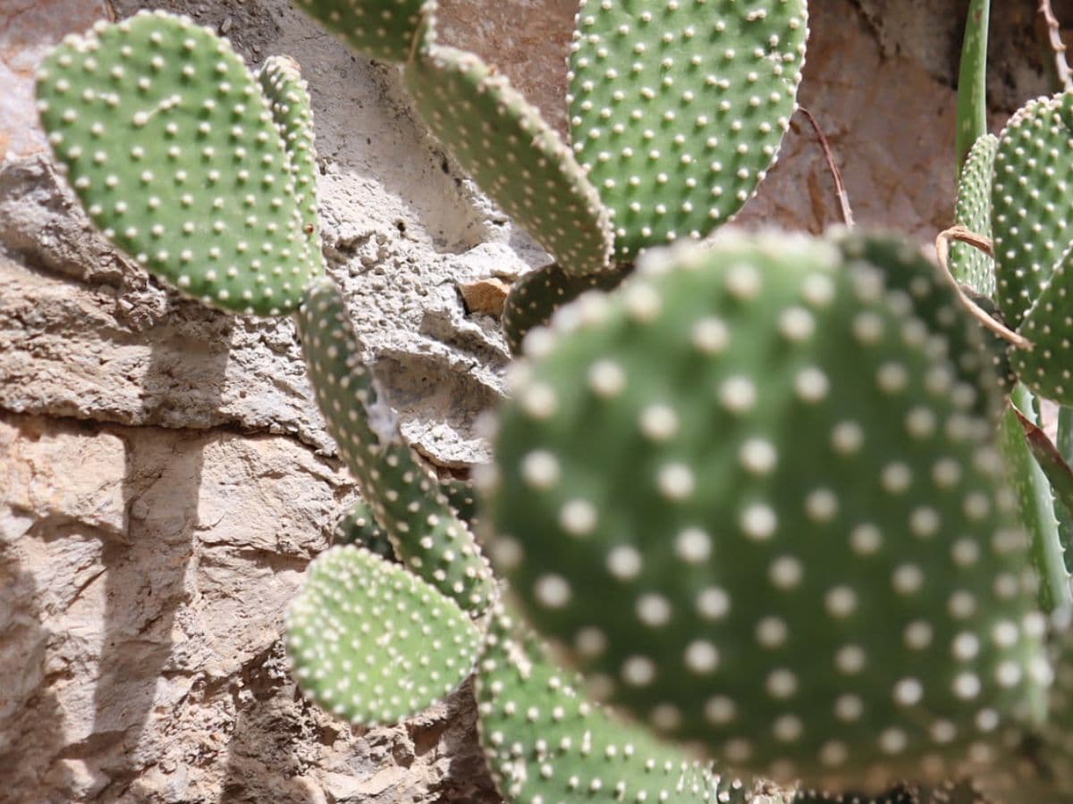 Athens Coffee Walk to National Garden Park and Ardittos Hill